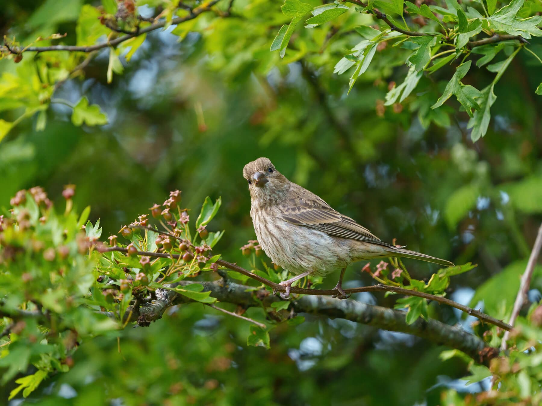Female house finch resting