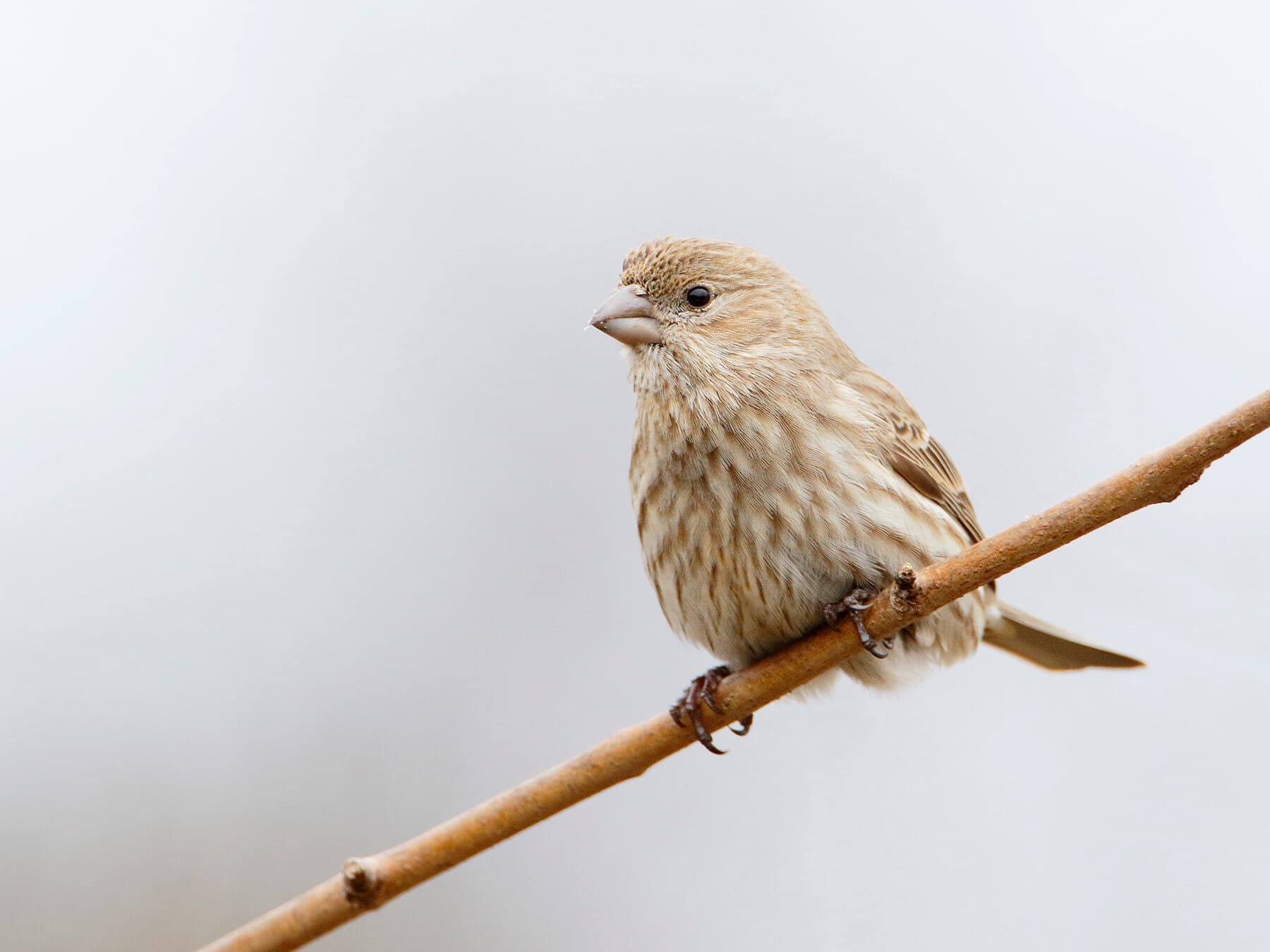 Female and Male House Finches: How to Tell Them Apart