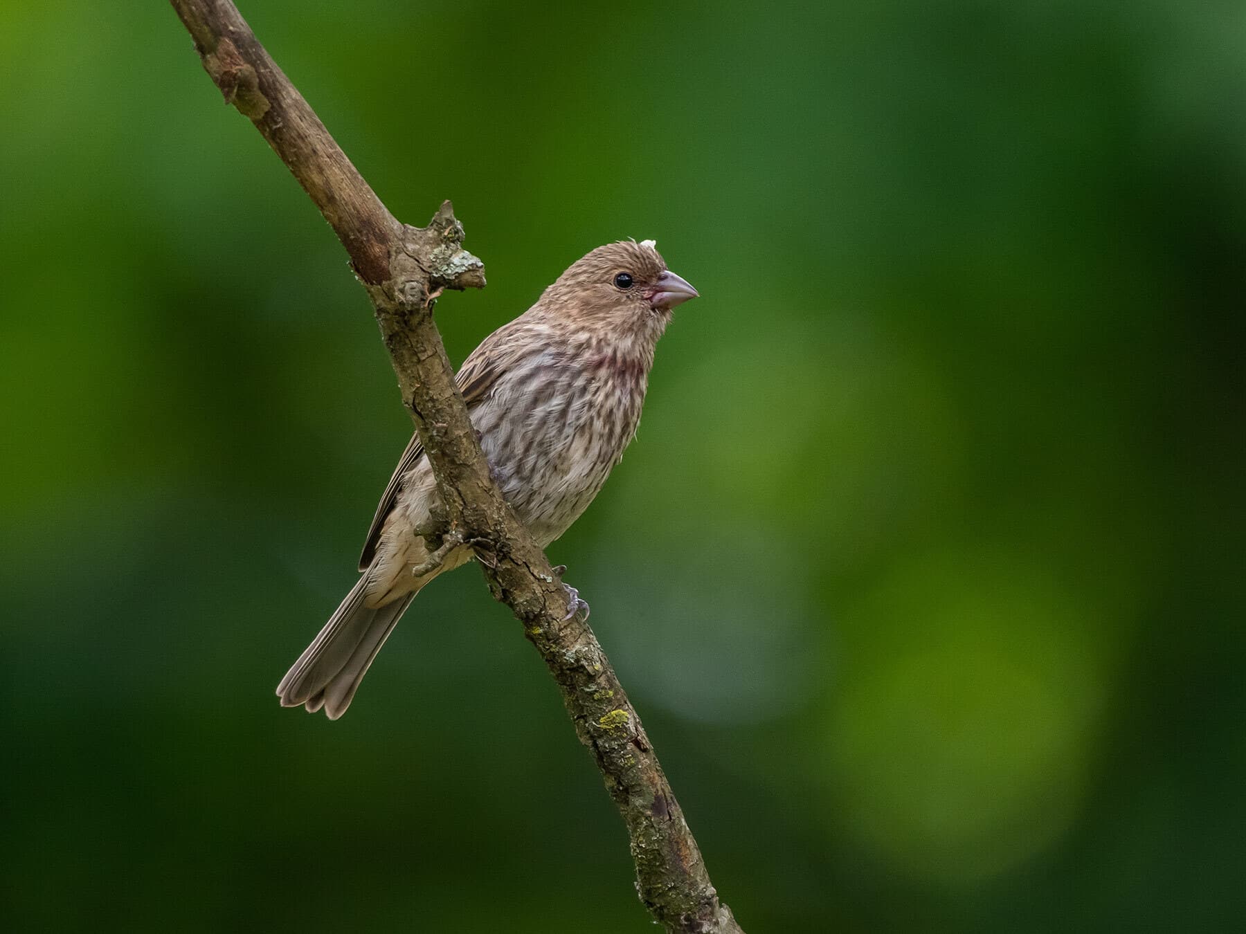 Female house finch