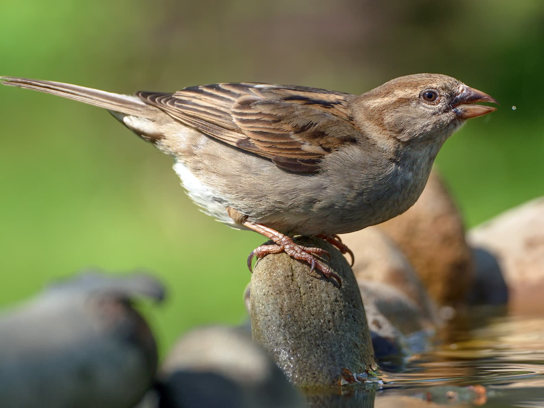 Female House Sparrow drinking from a watering hole