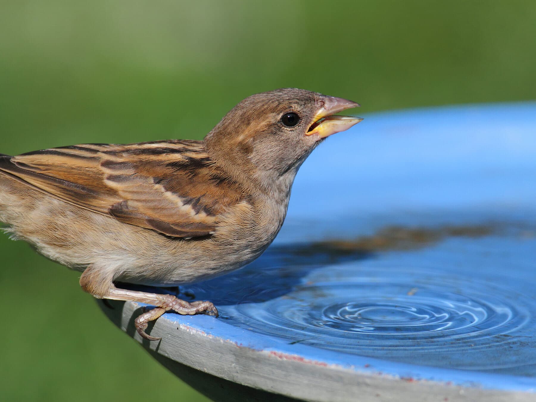 Female house sparrow drinking water