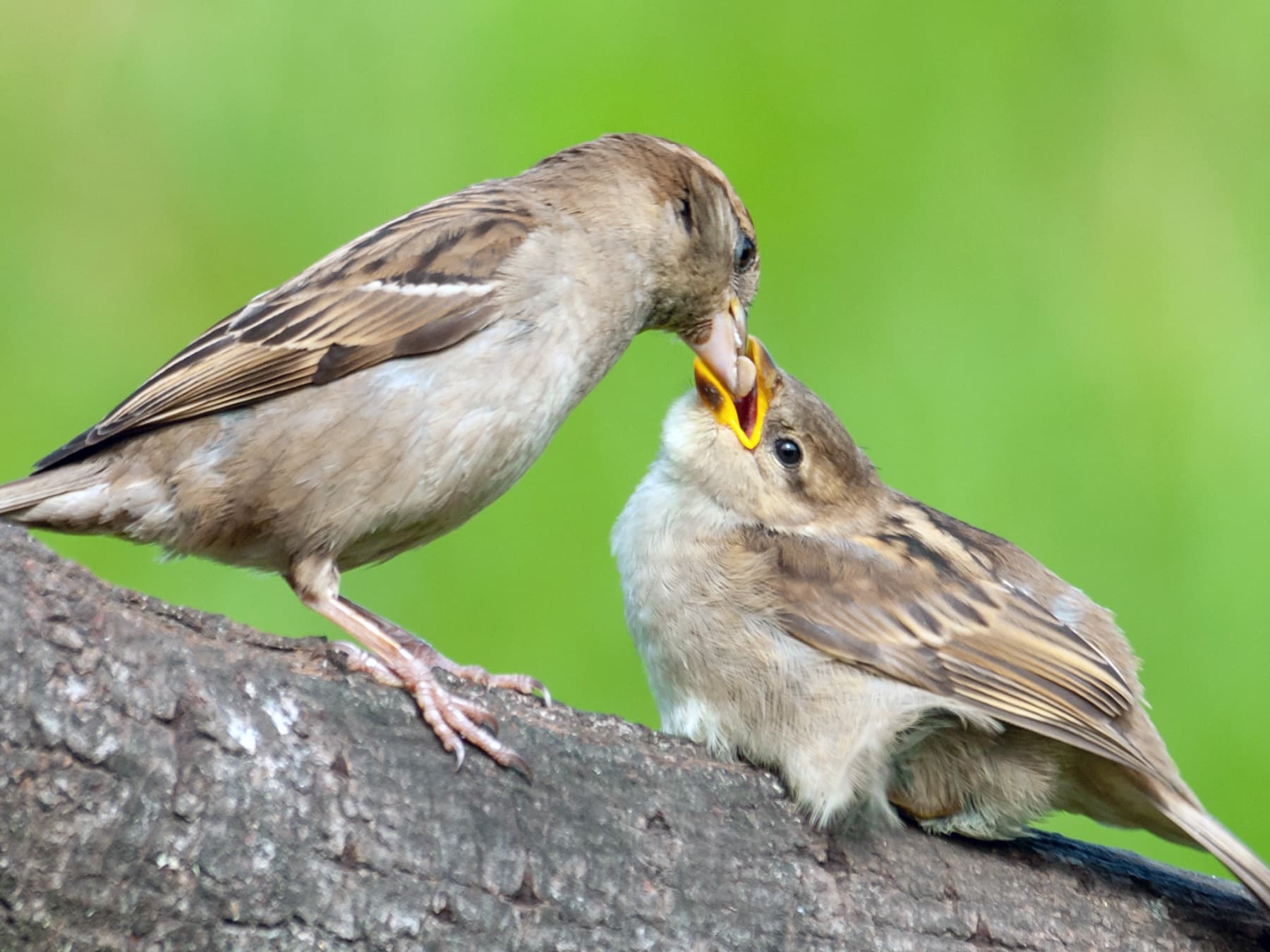 Female House Sparrow feeding her young