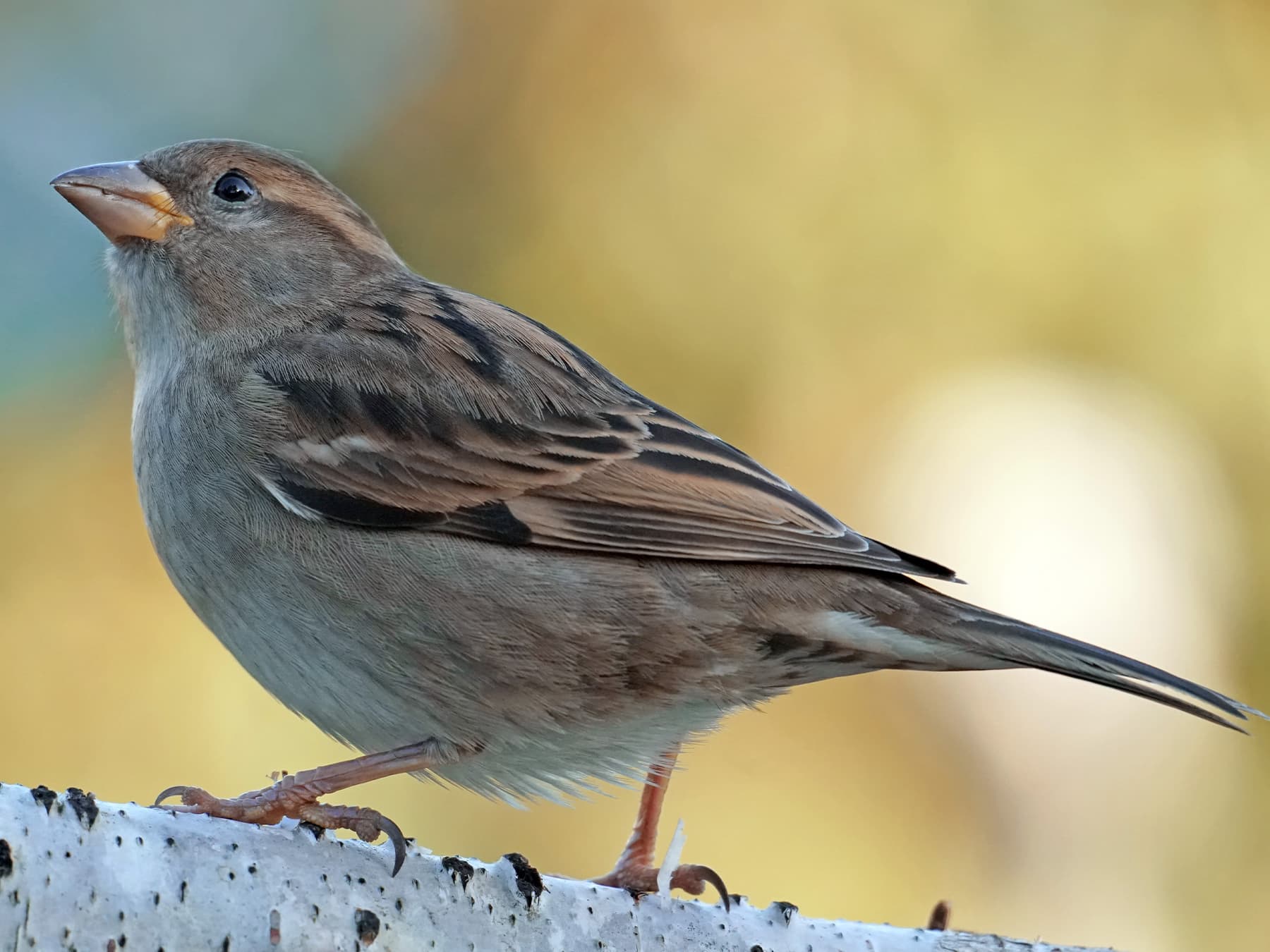 Female House Sparrow