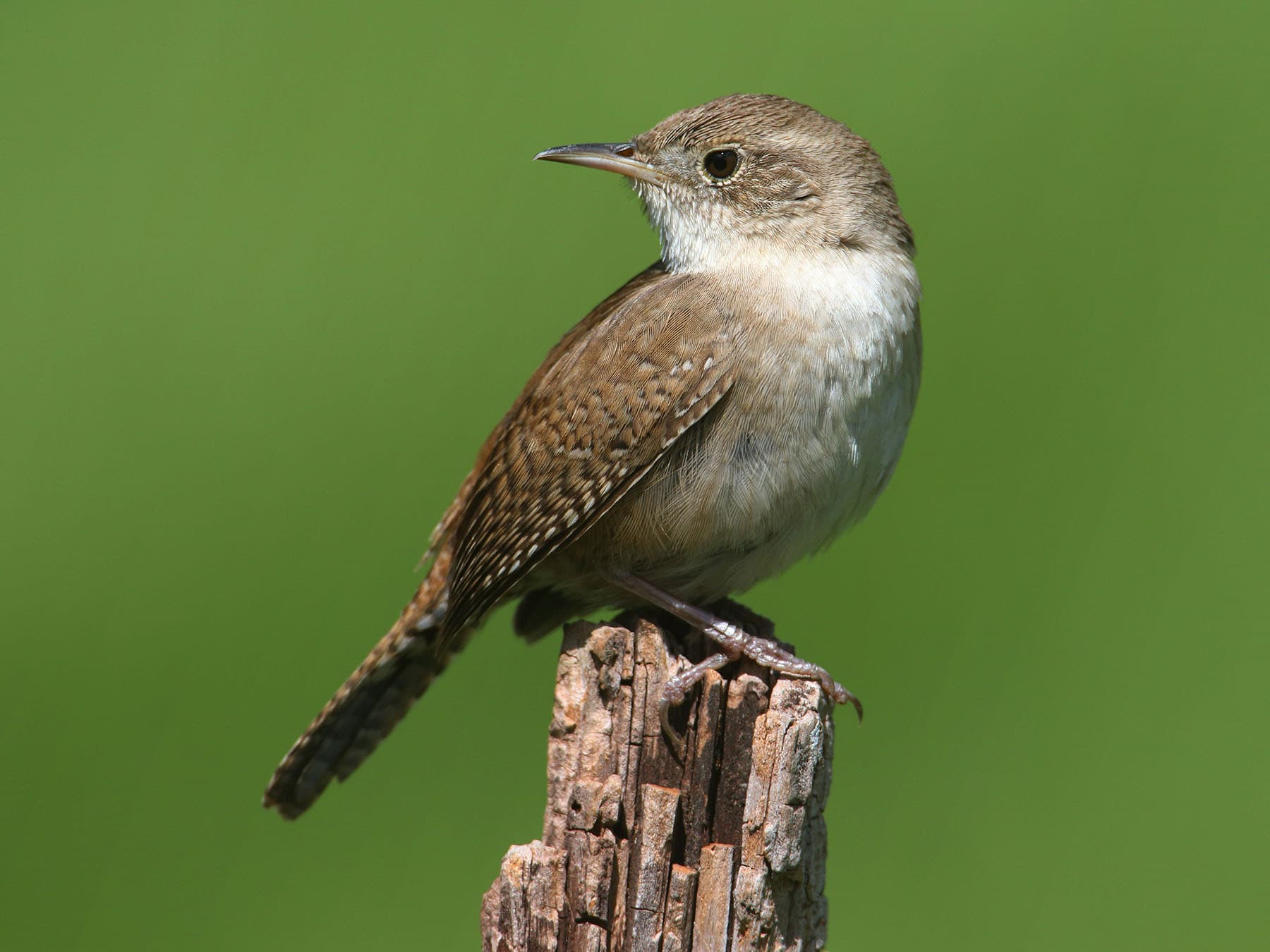Female house wren