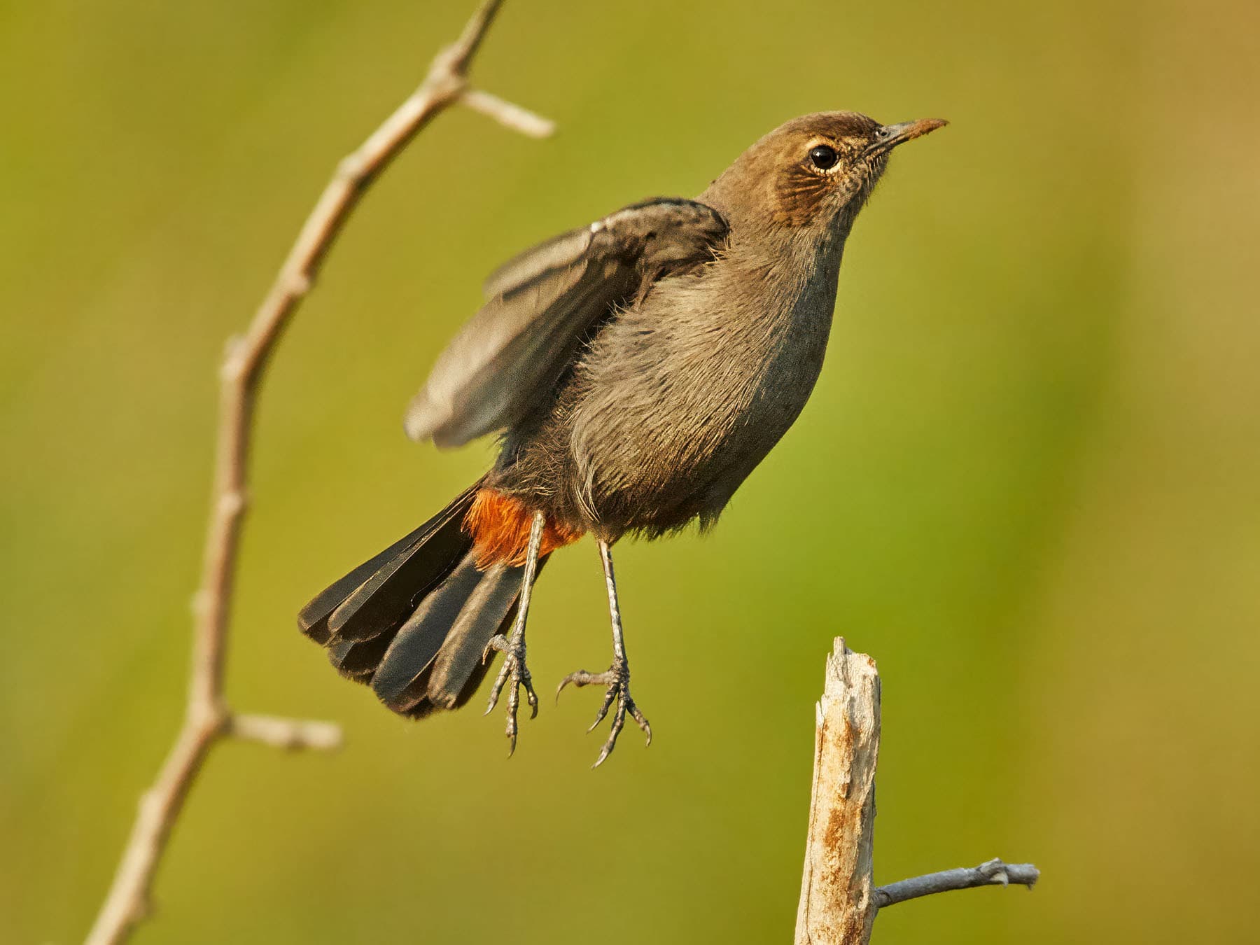 Female Indian Robin
