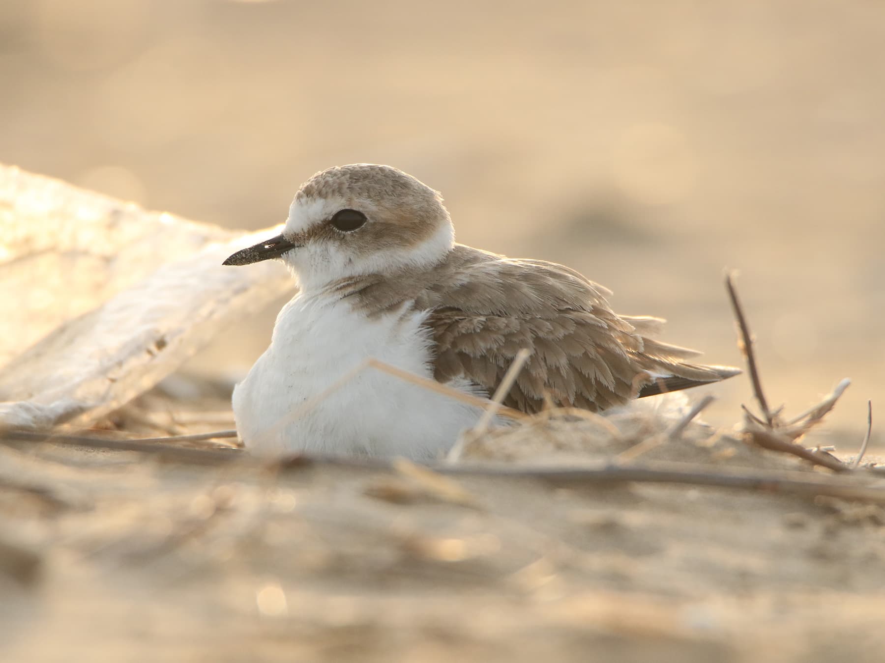 Female Kentish Plover sitting on her nest