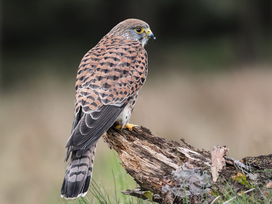 Kestrel | Birdfact