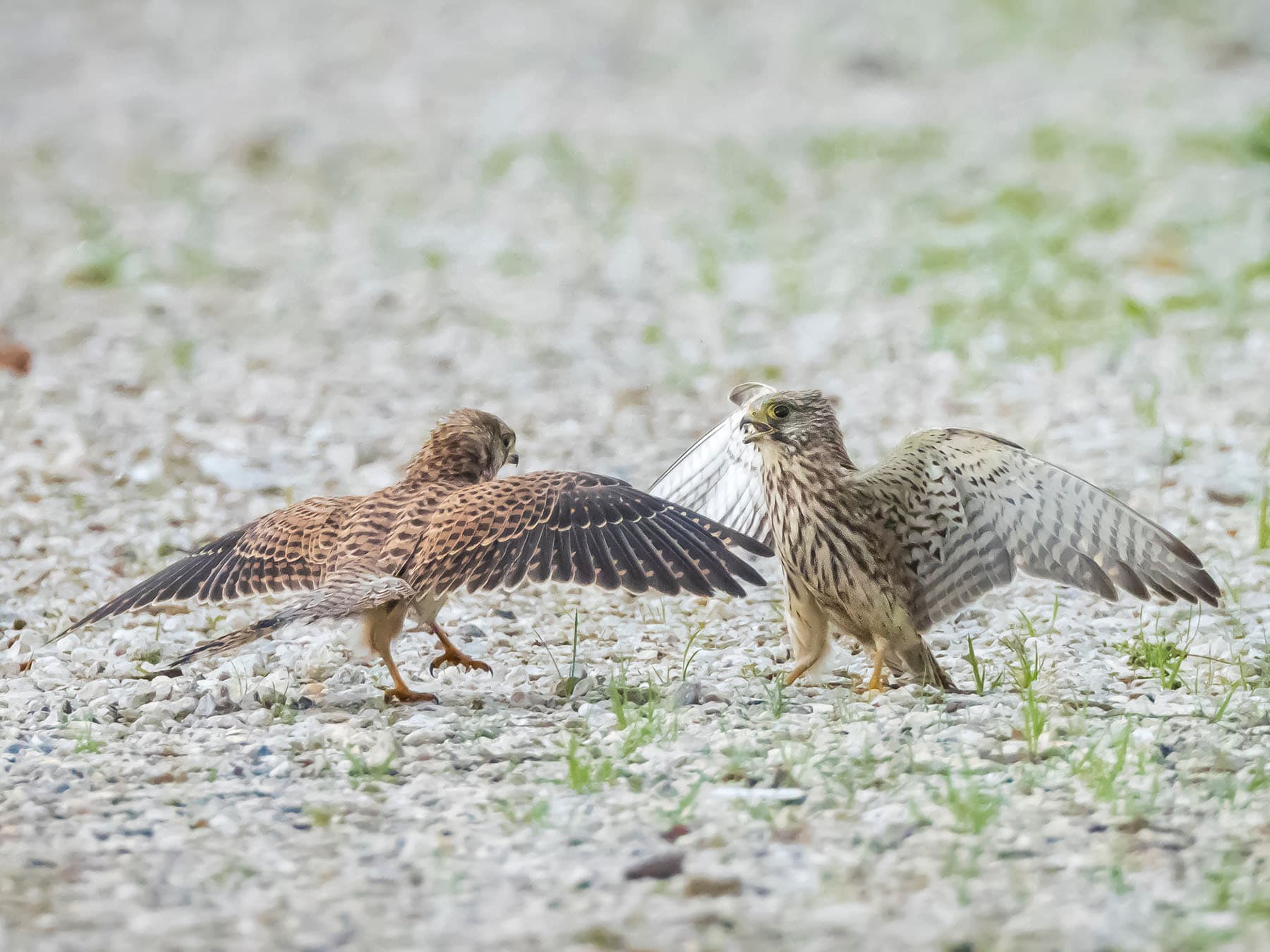 Two female Kestrels fighting over territory