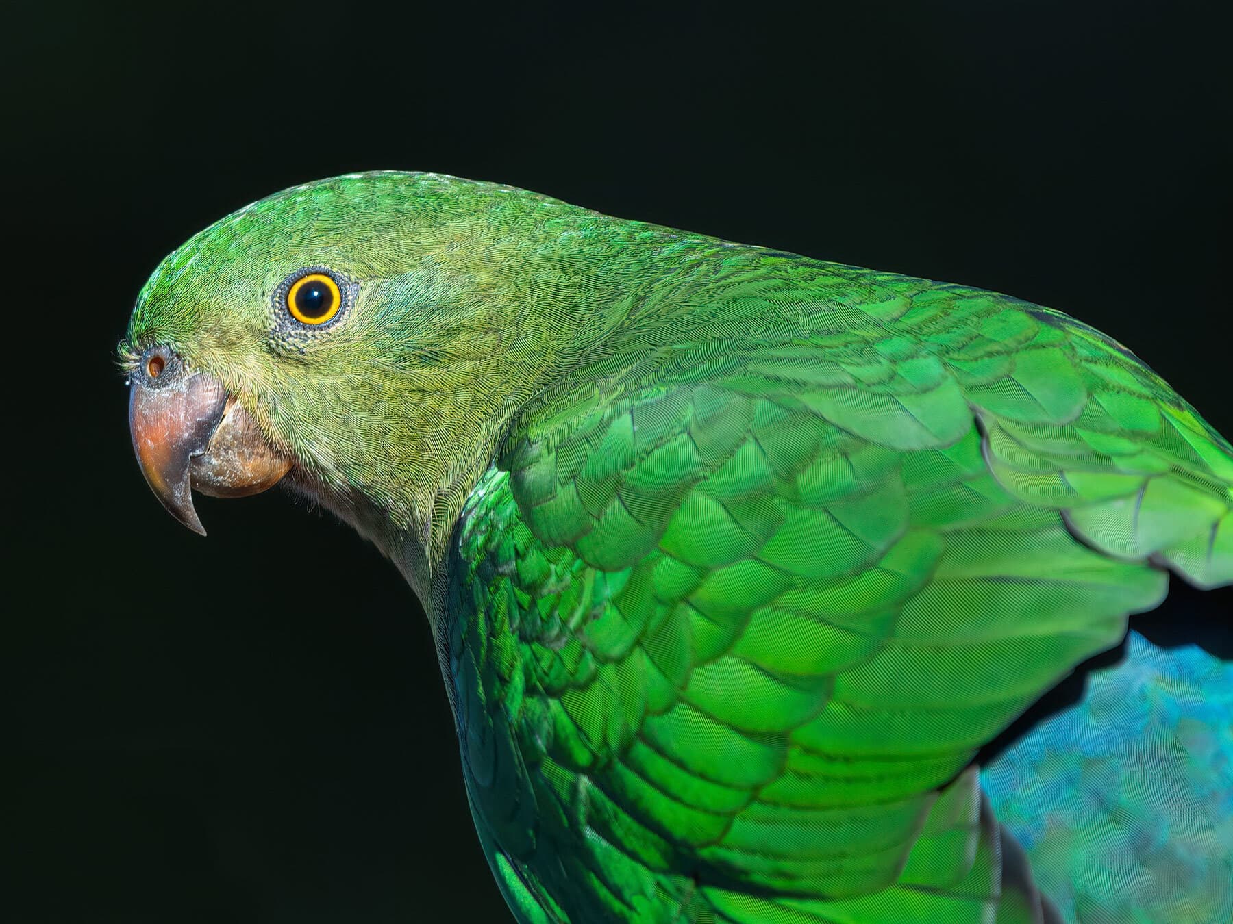 Female king parrot close up