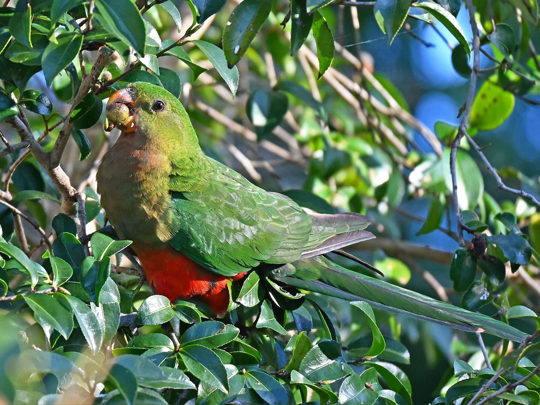 Female king parrot feeding