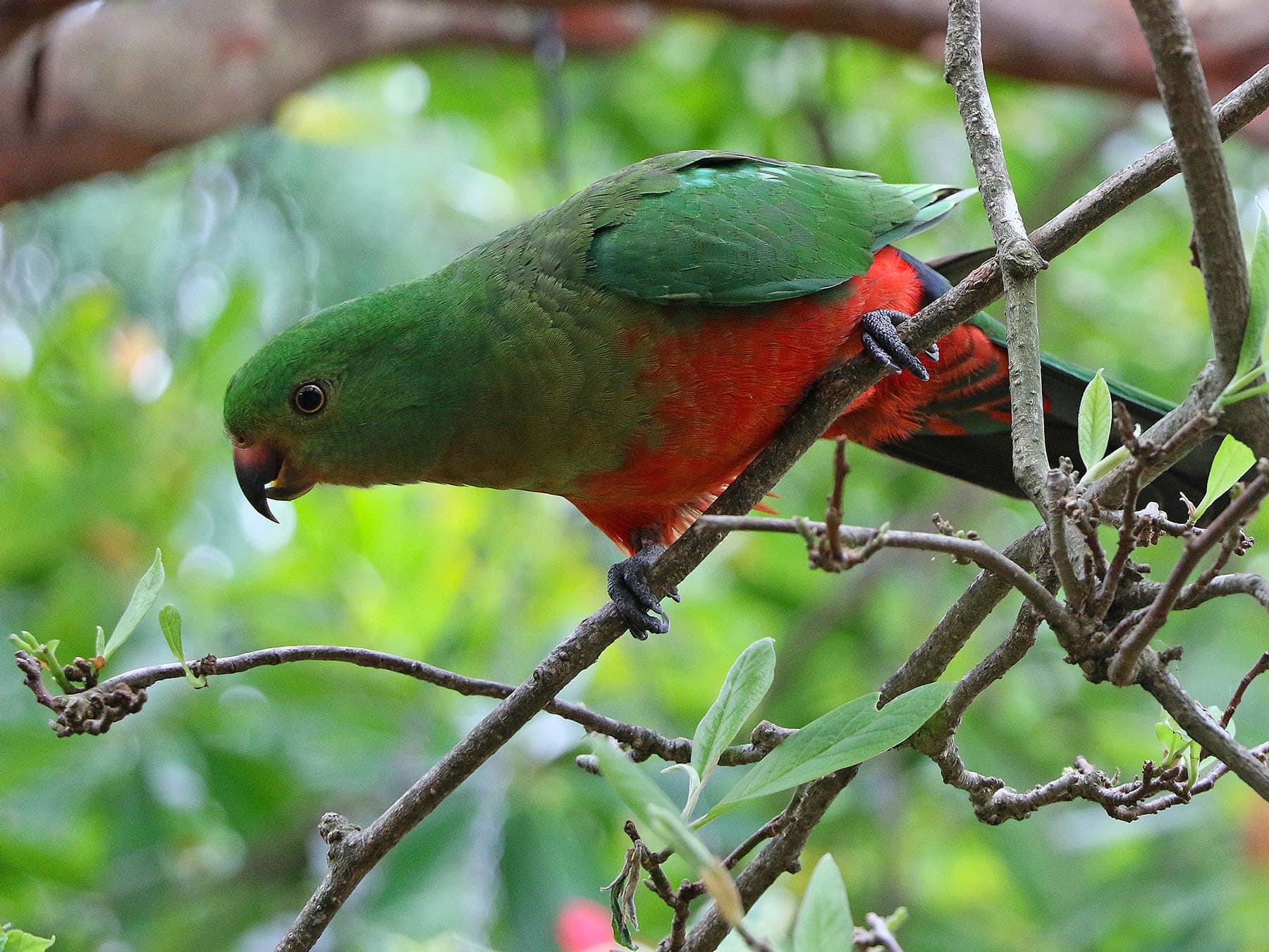 Female King Parrot