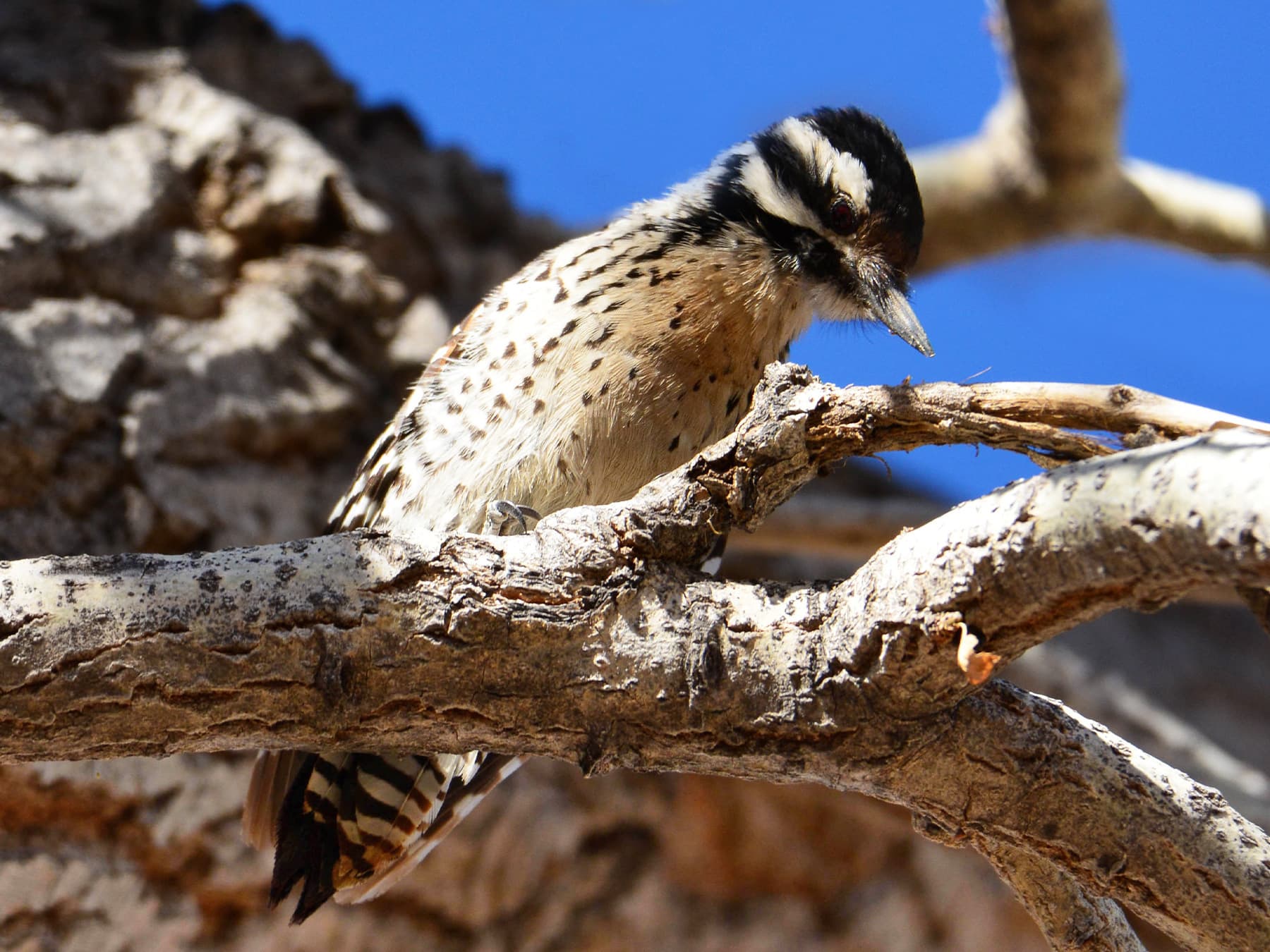 Female Ladder-backed Woodpecker looking for food
