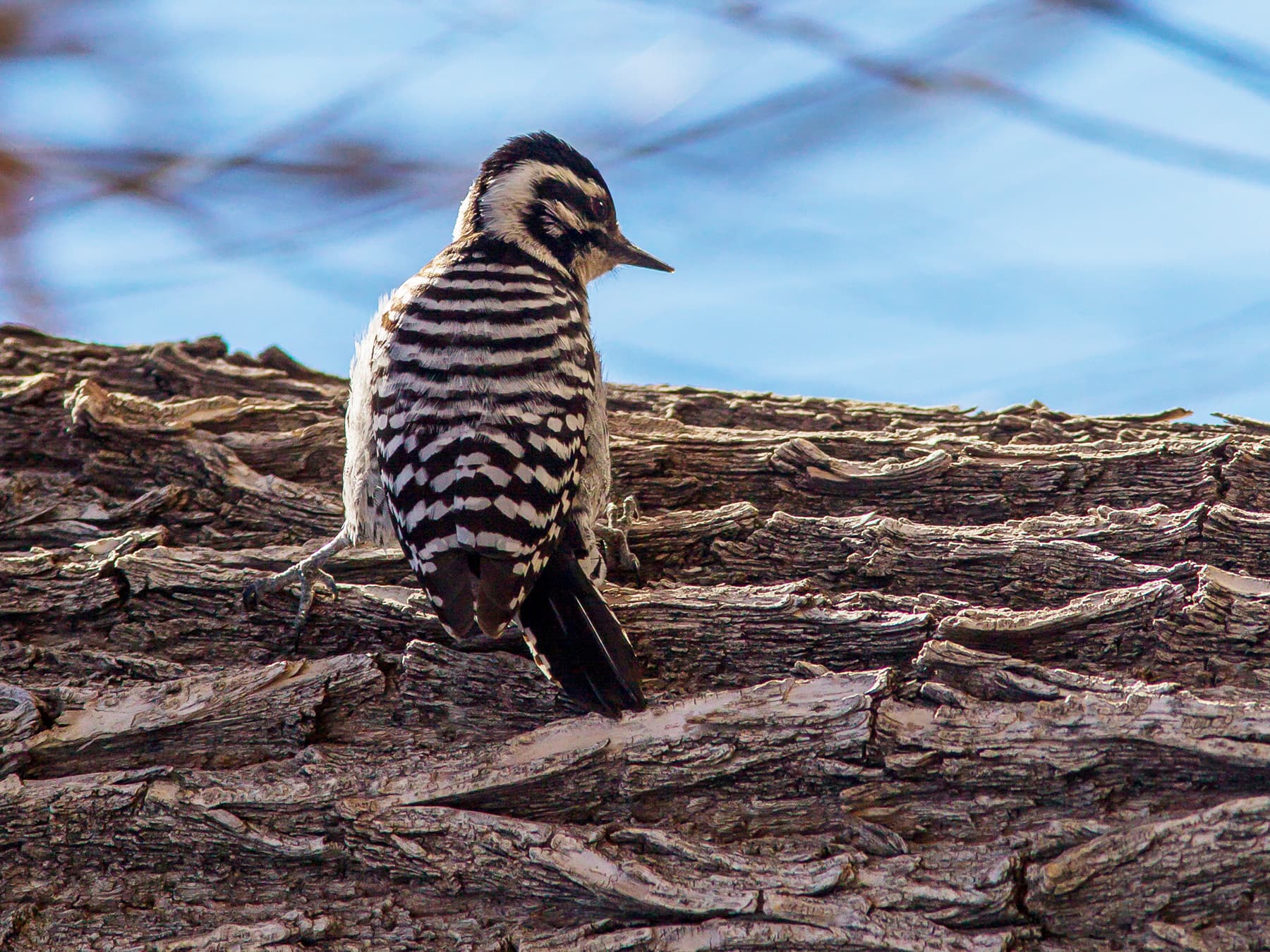Female Ladder-backed Woodpecker searching for insects