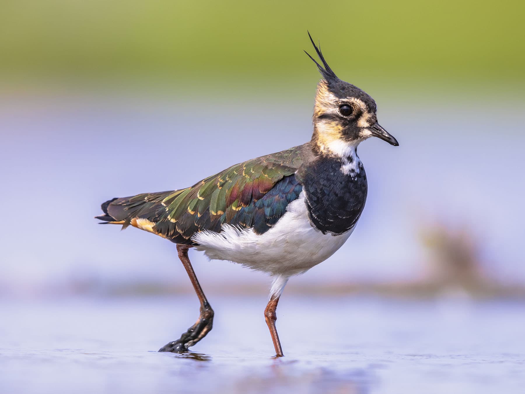 Female Lapwing