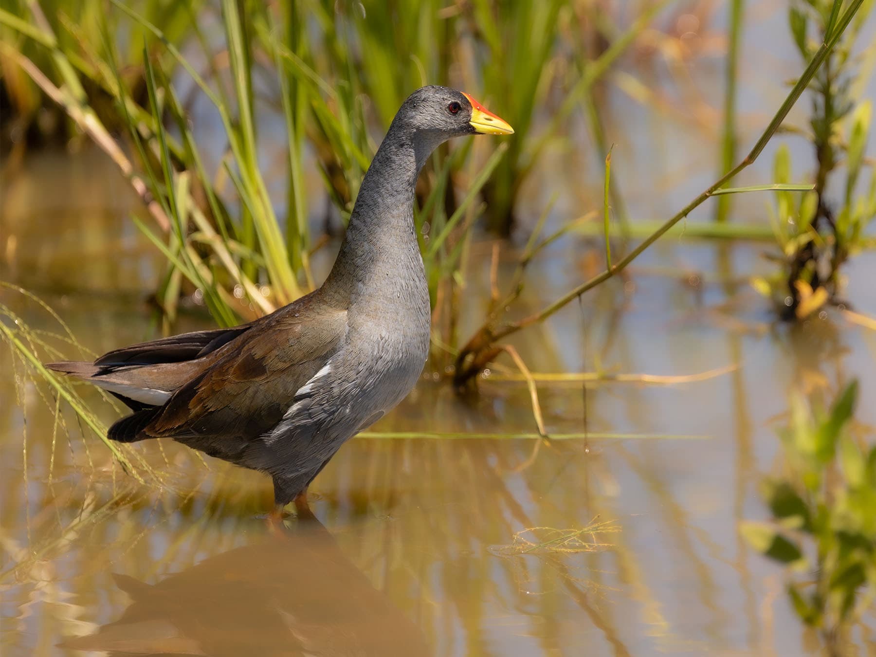 Female lesser moorhen
