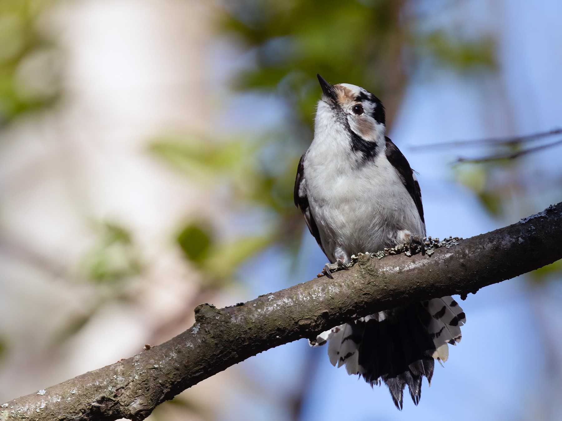Female Lesser Spotted Woodpecker sitting on a branch
