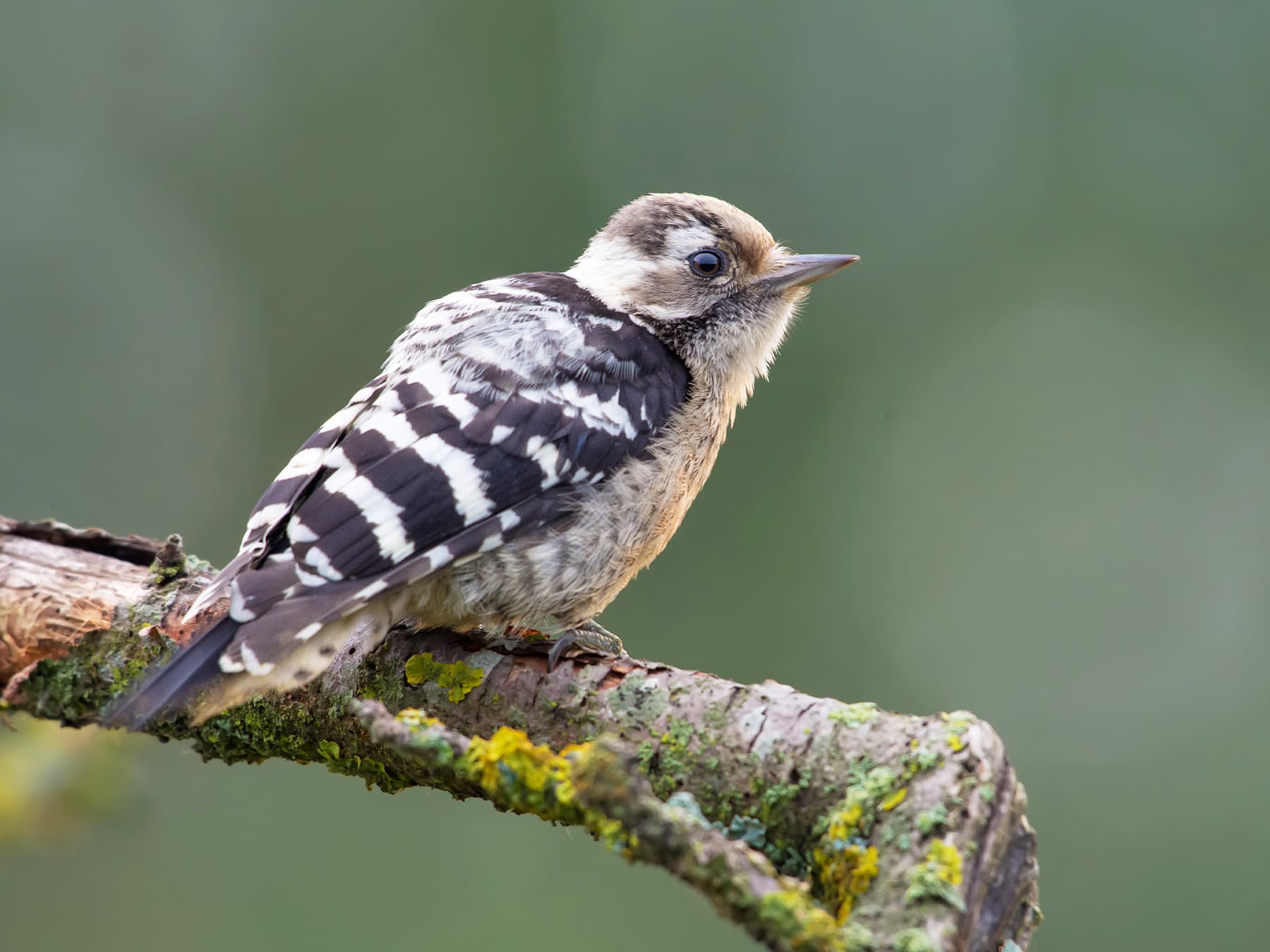Female Lesser Spotted Woodpecker sitting on a branch
