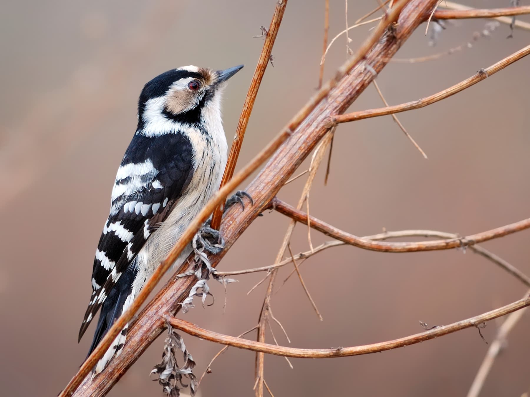 Female Lesser Spotted Woodpecker