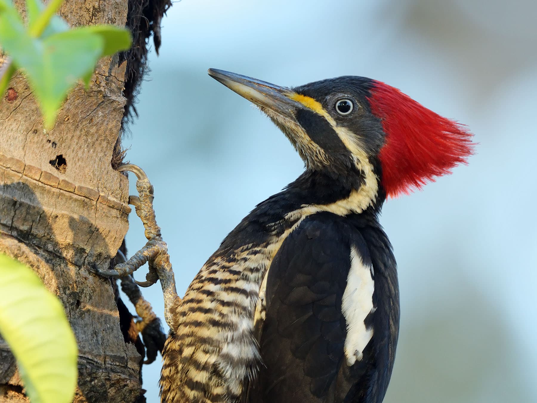 Female Lineated Woodpecker close-up