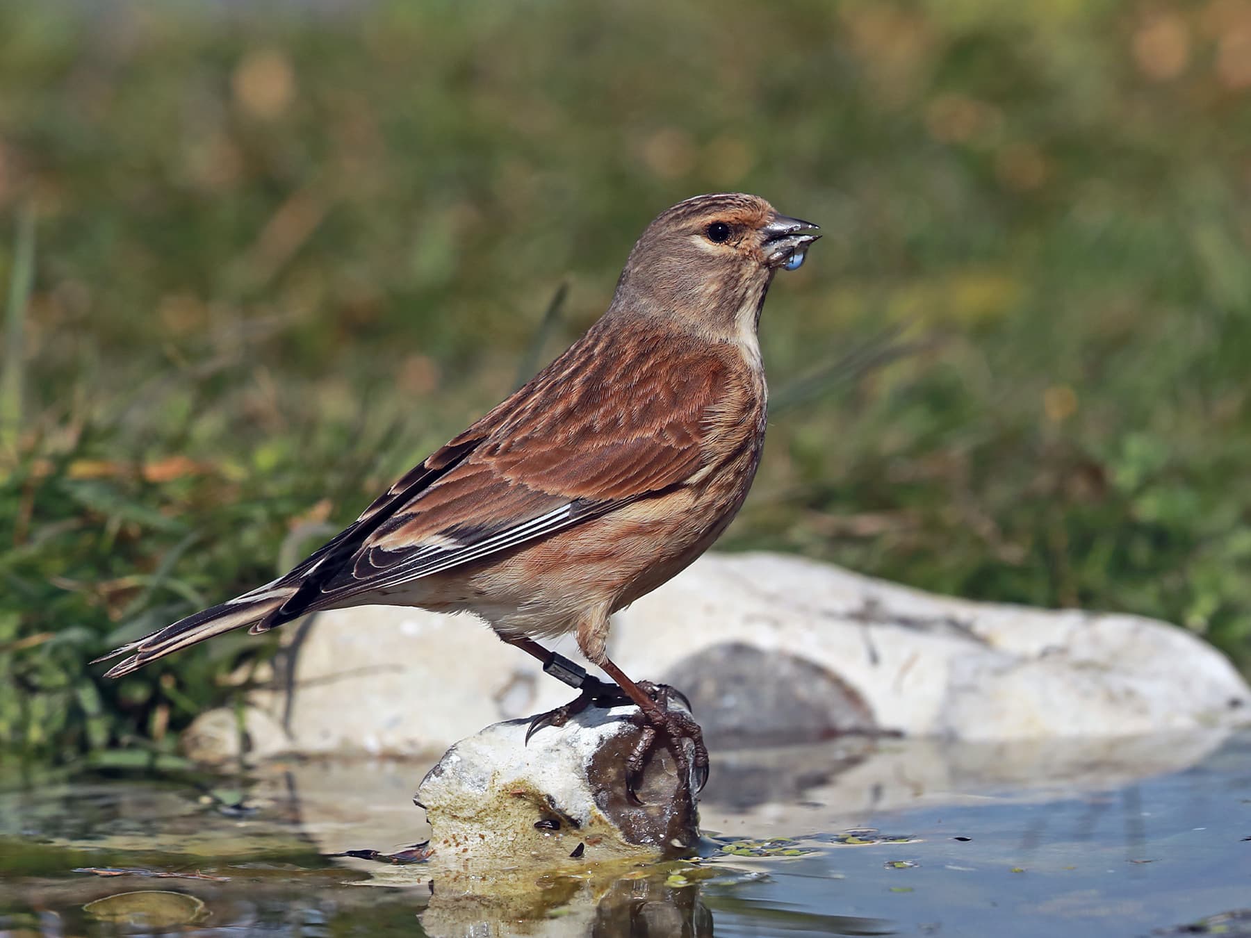 Female Linnet