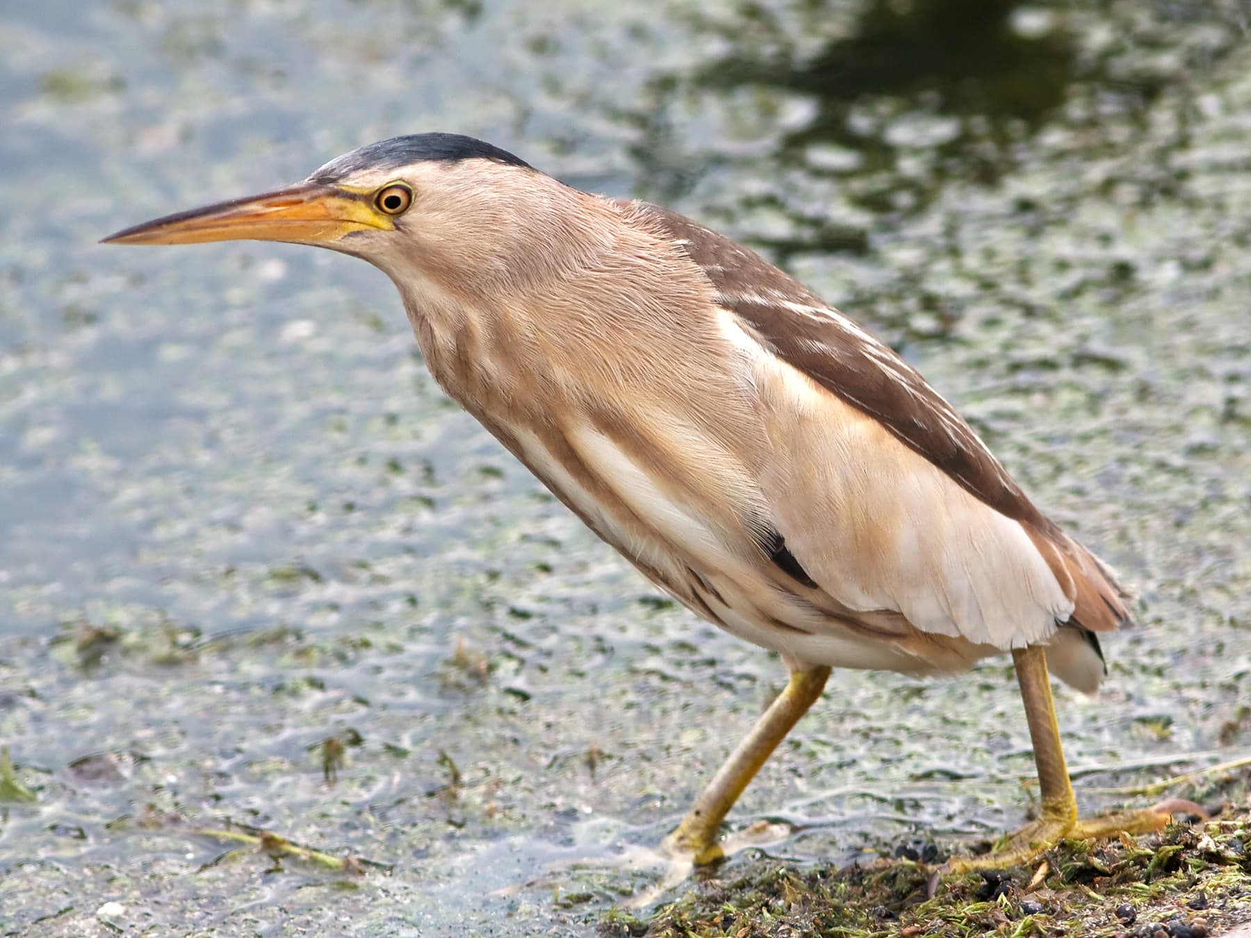 Female Little Bittern