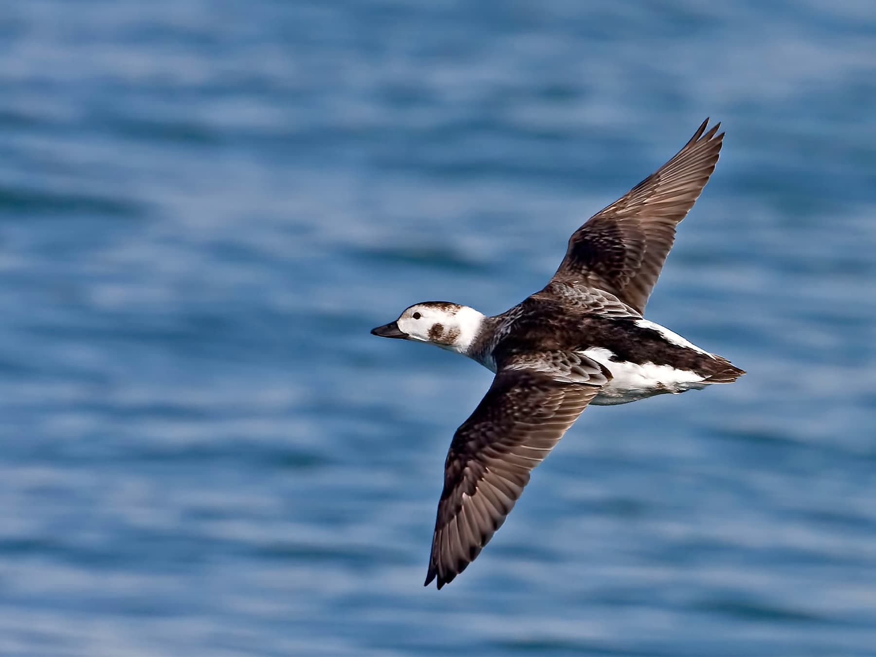 Female Long-tailed Duck in flight over the sea