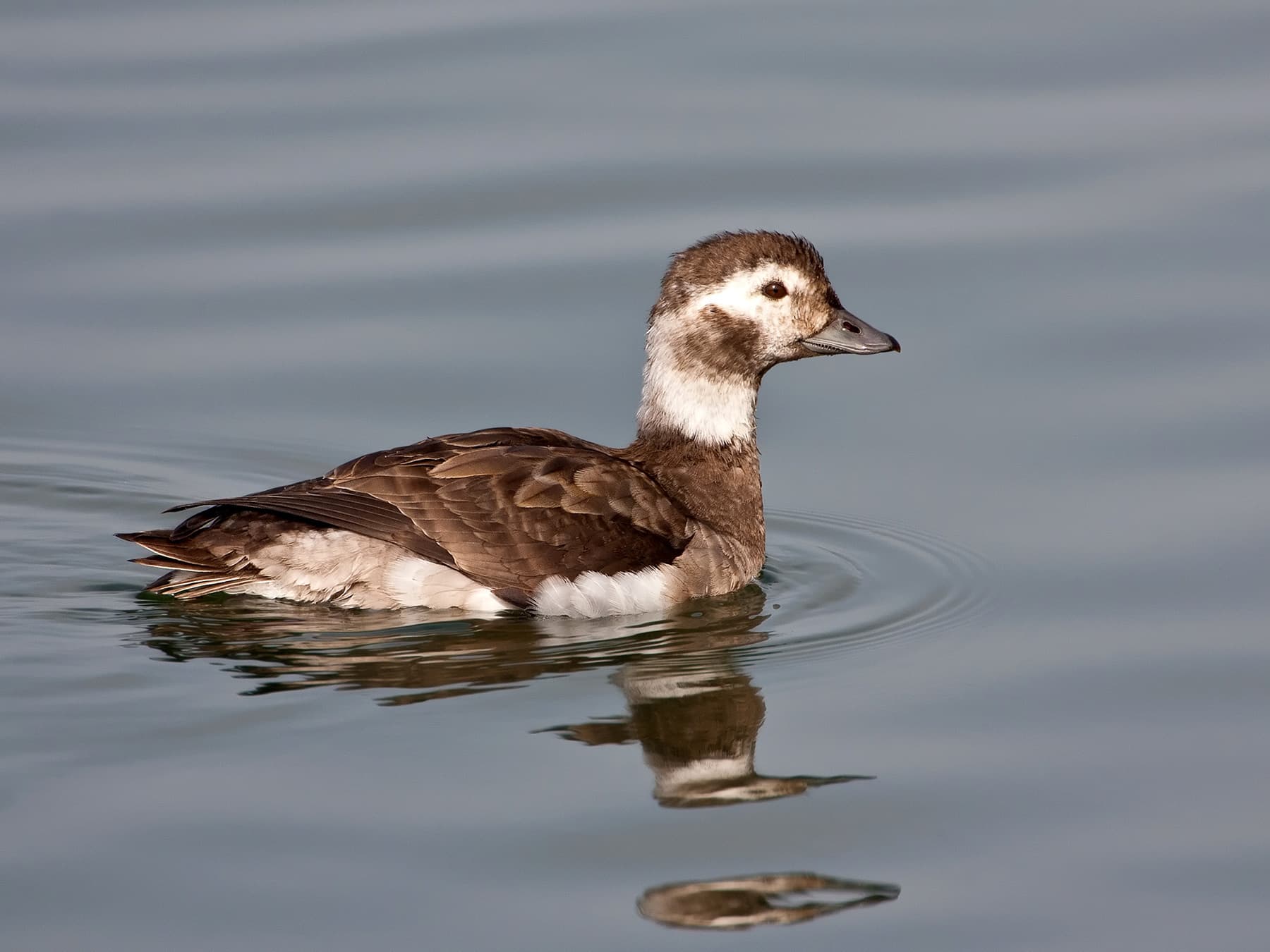 Long-tailed Duck Female