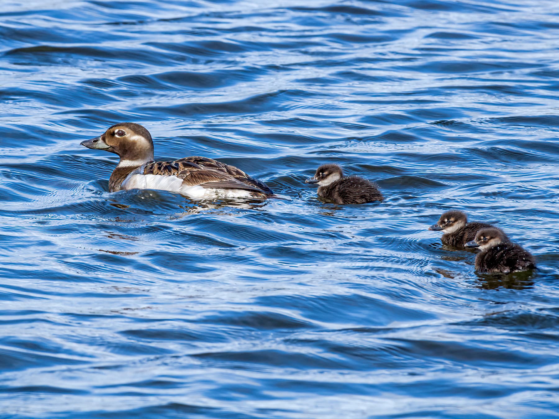 Female Long-tailed Duck swimming with her ducklings