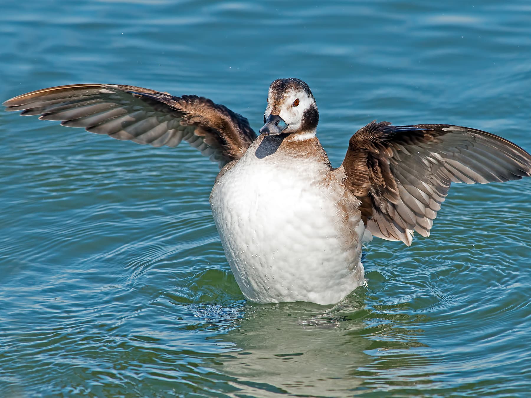 Female Long-tailed Duck in the water stretching her wings