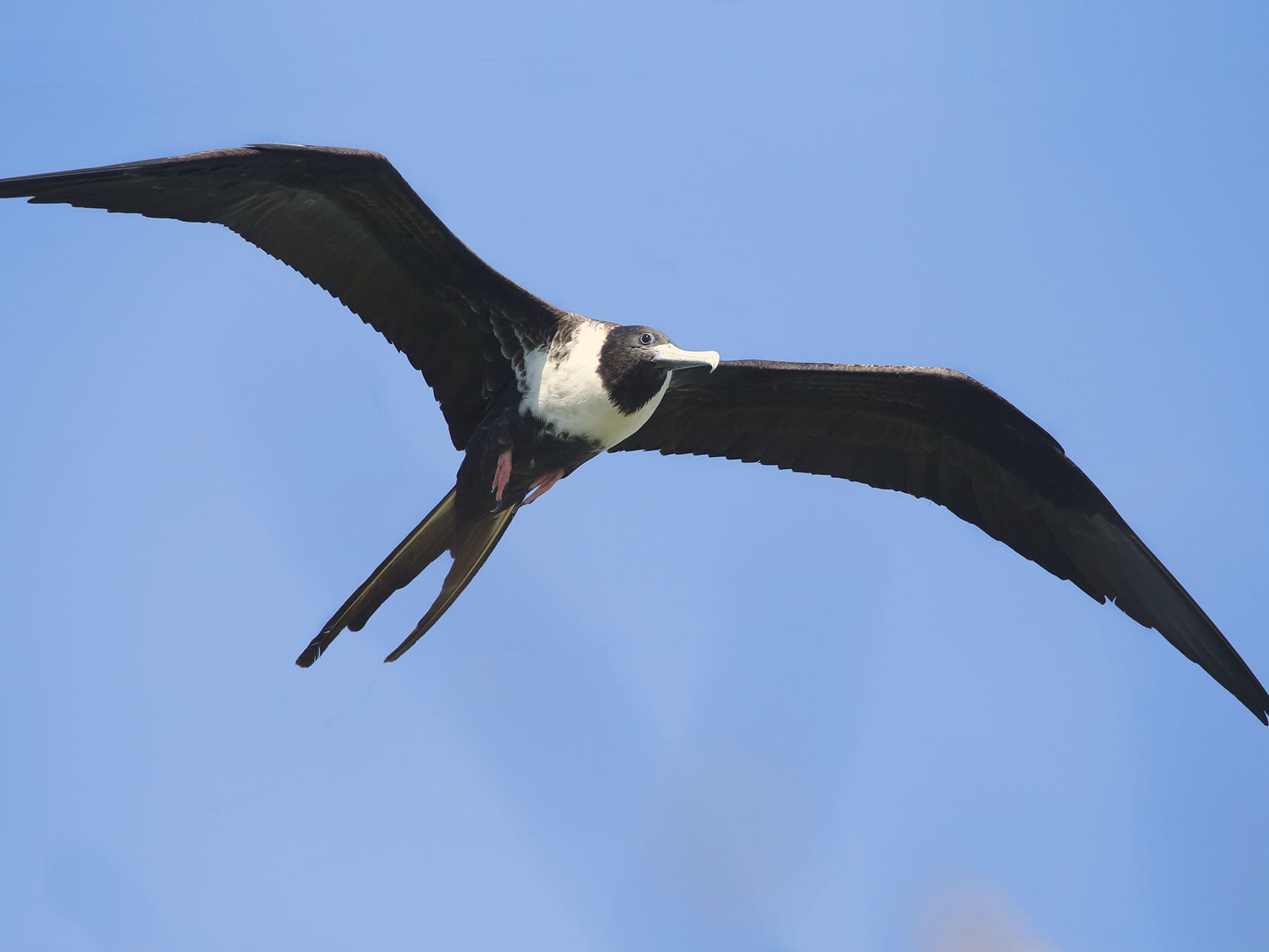 Female magnificent frigatebird