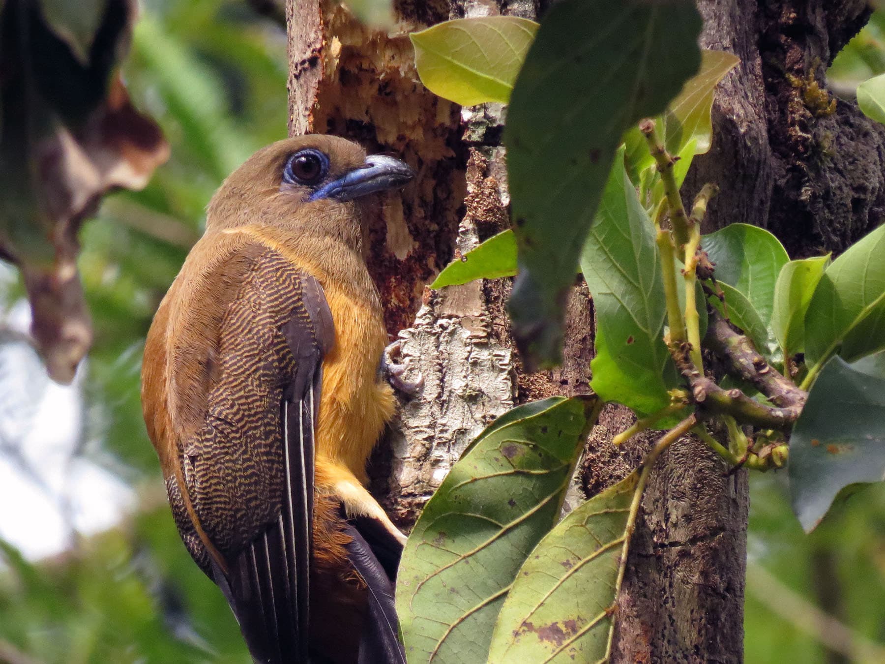 Female Malabar Trogon at nest