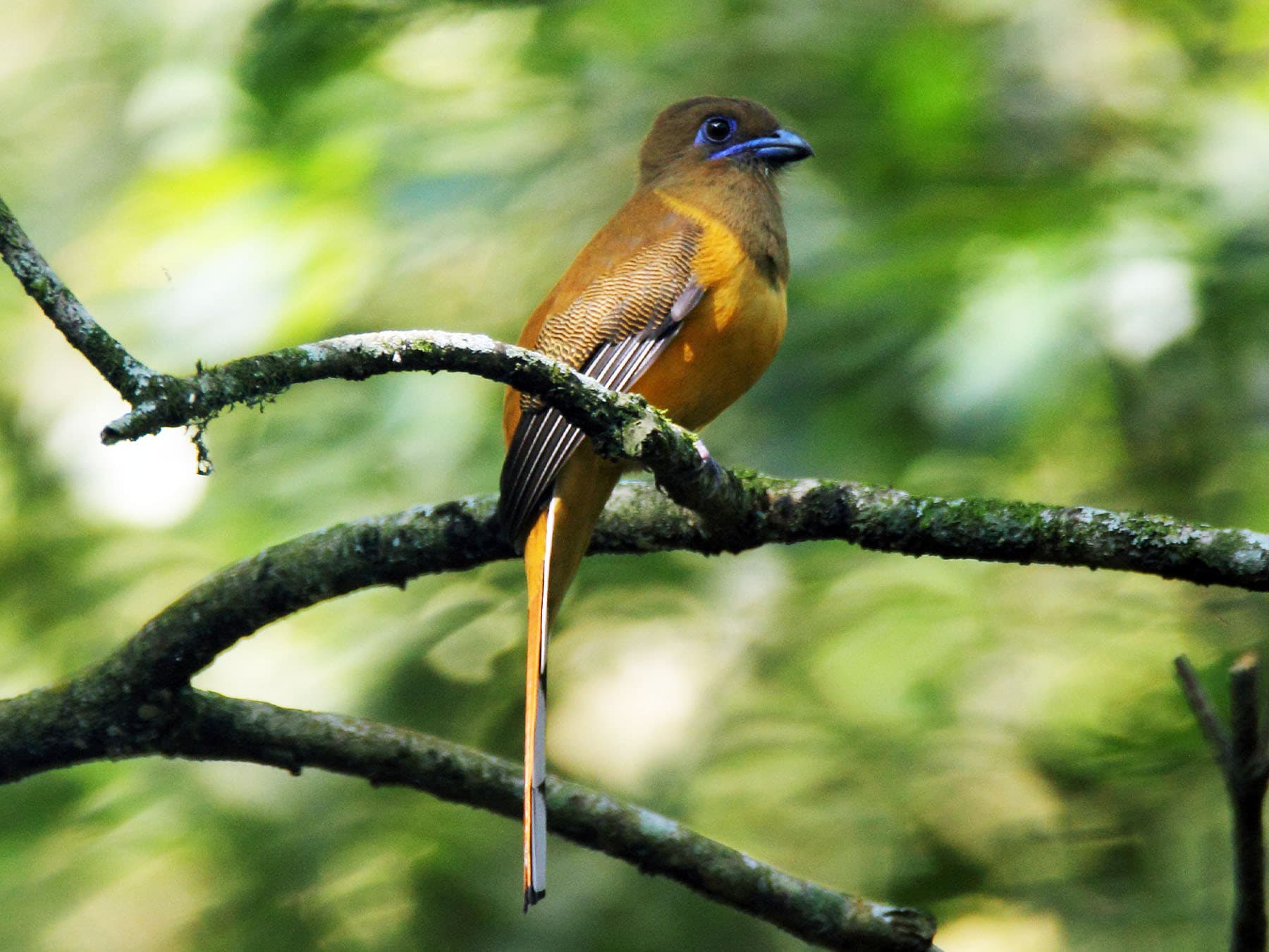 Female Malabar Trogon