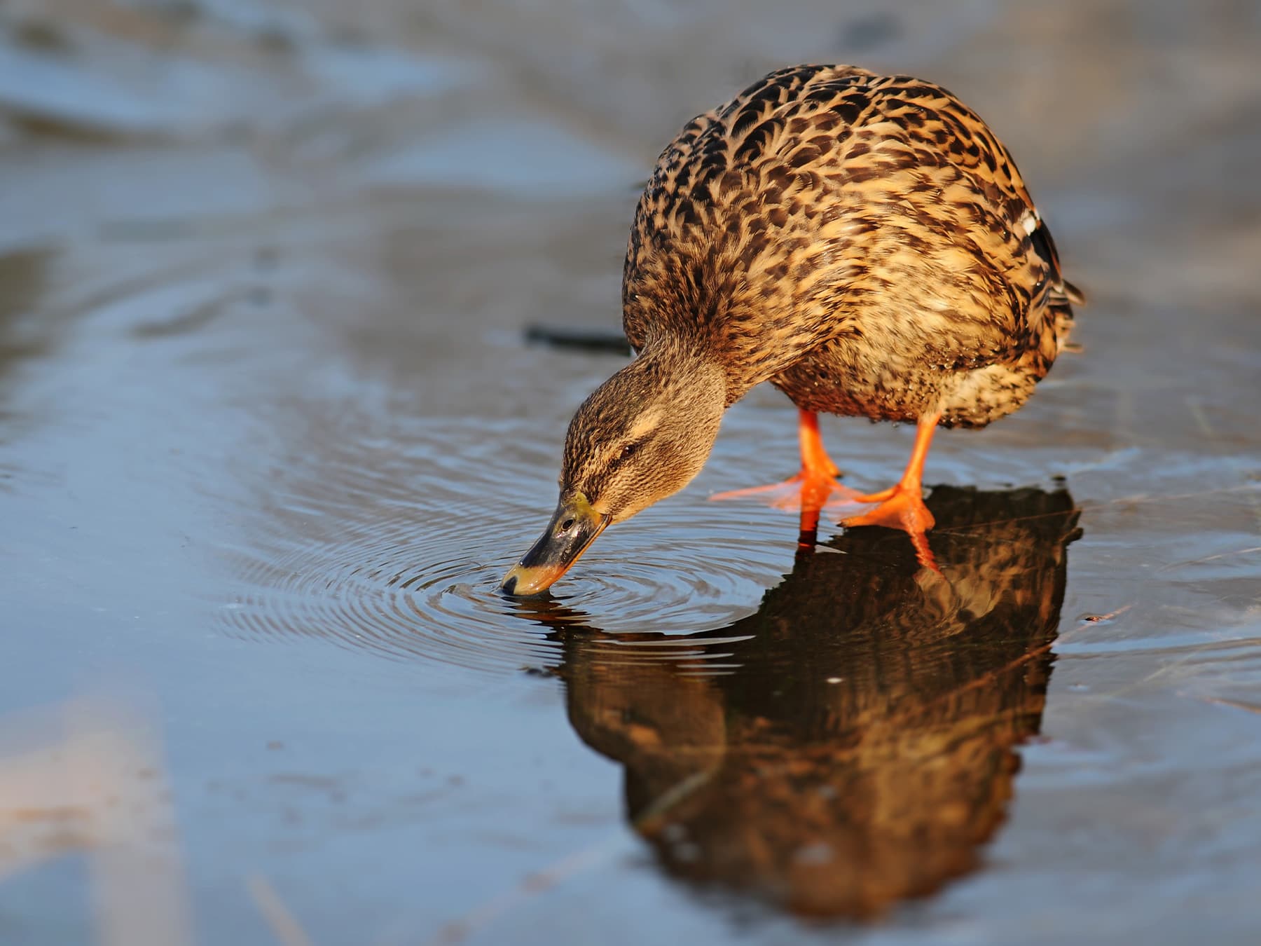 Female Mallard feeding by the waters edge
