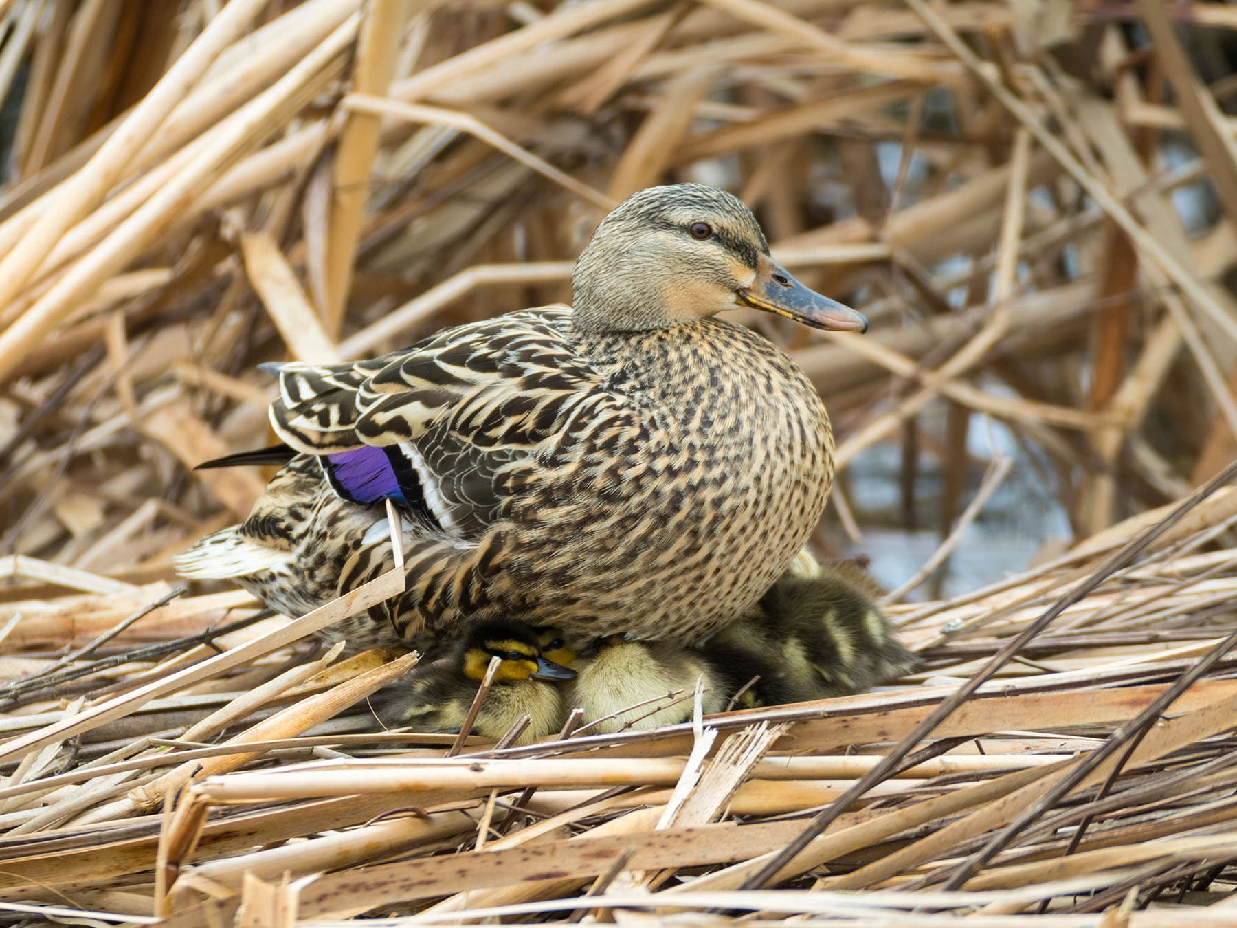 Female mallard on nest