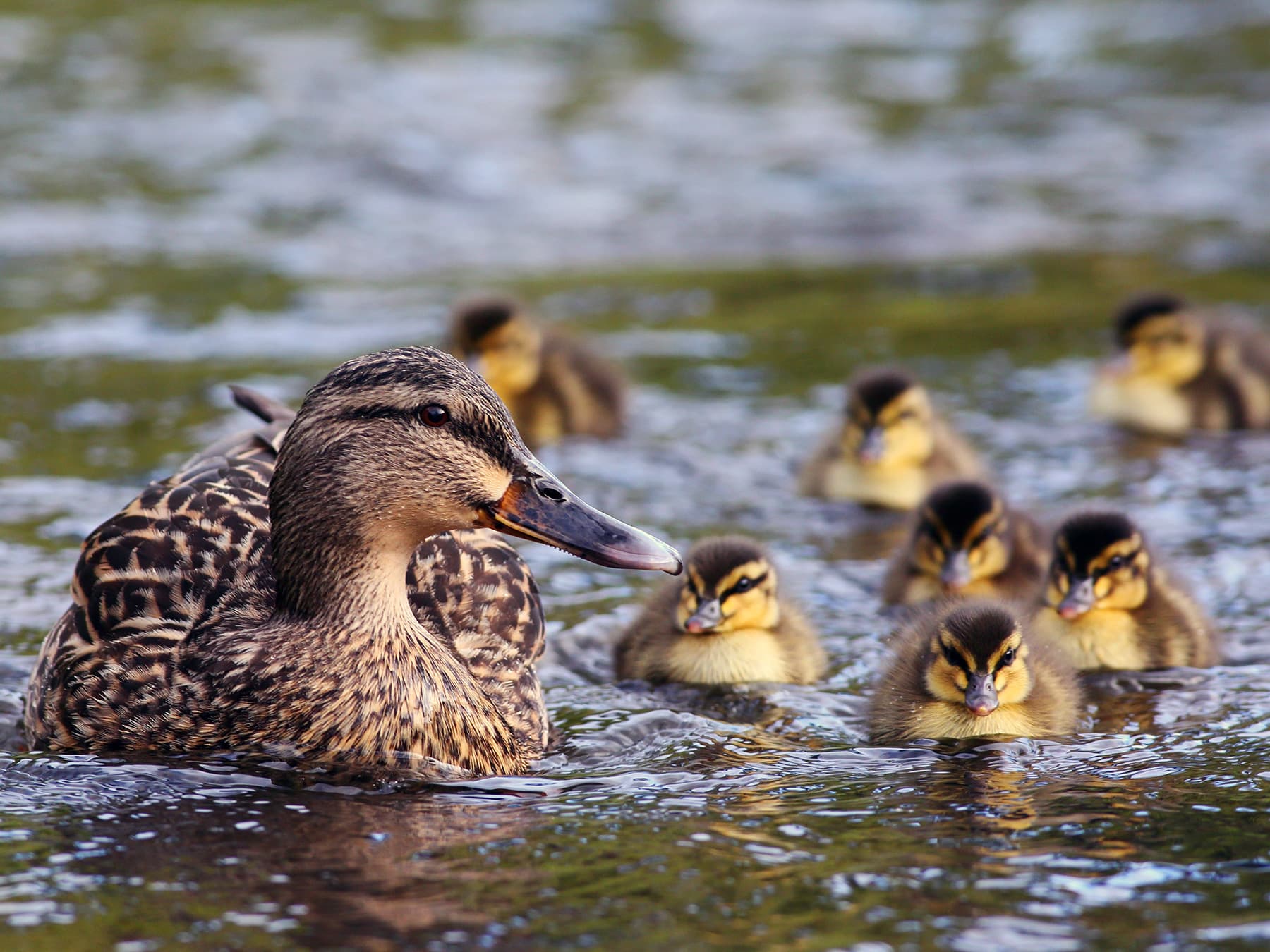 Female Mallard swimming in the river with her ducklings
