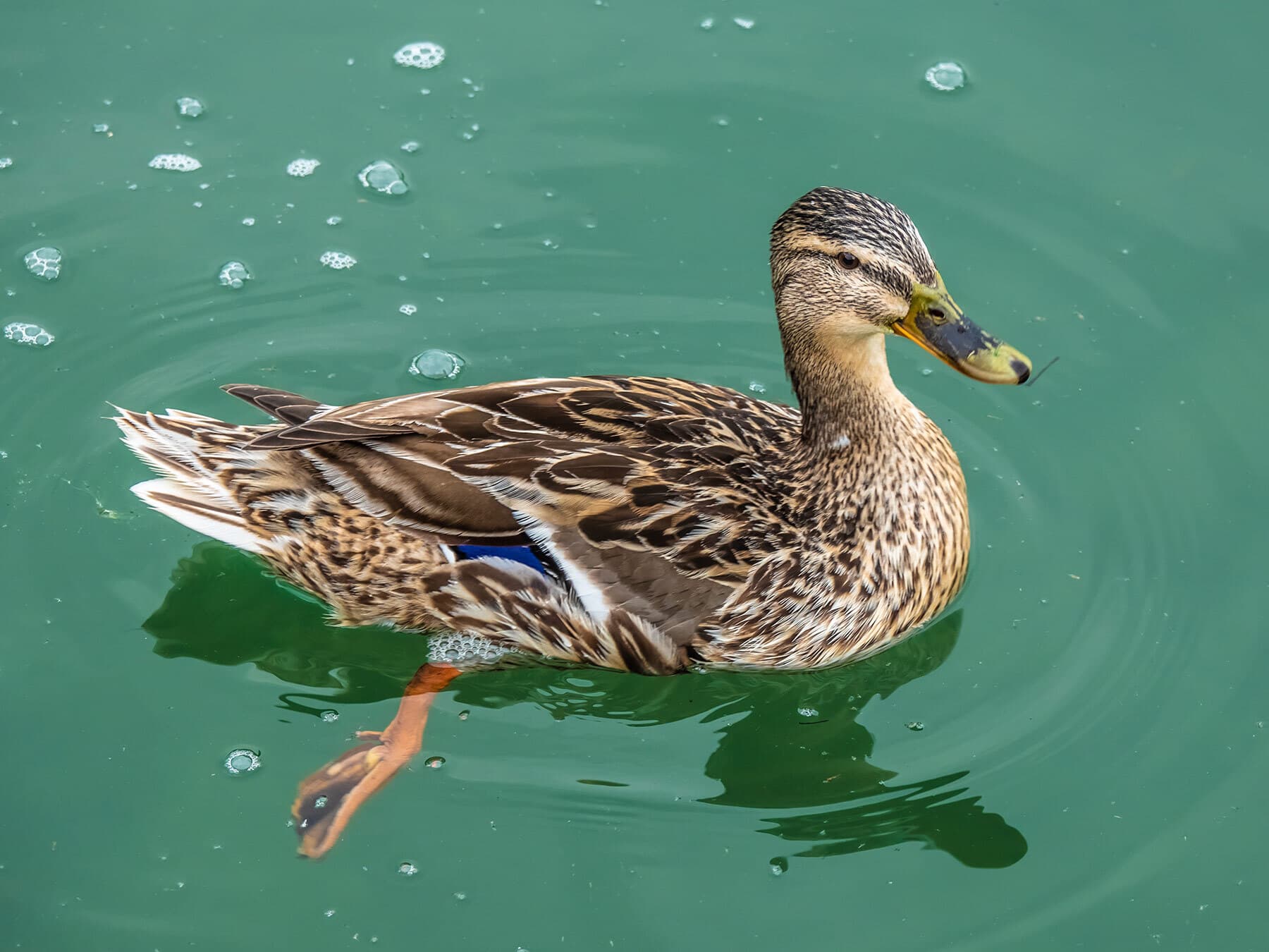 Female mallard swimming