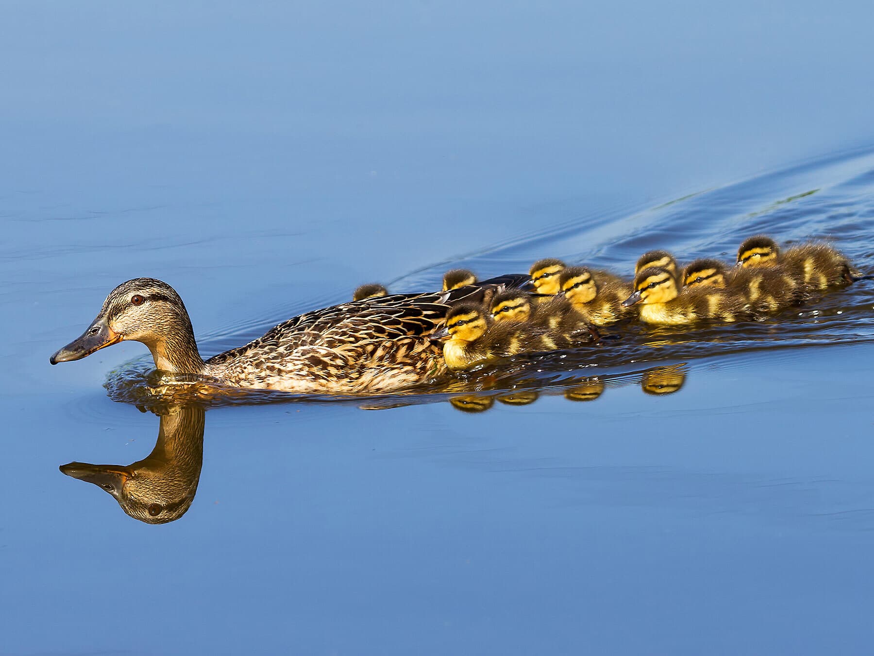 Female mallard with chicks