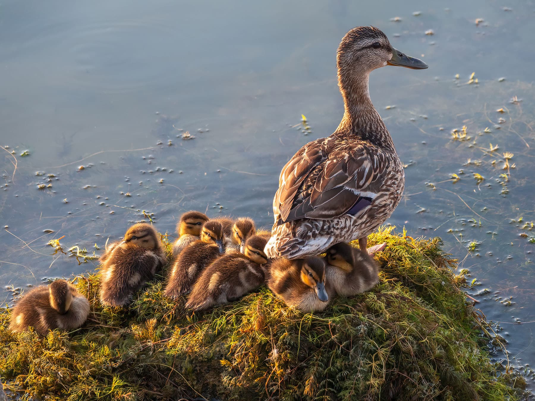 Female mallard with ducklings