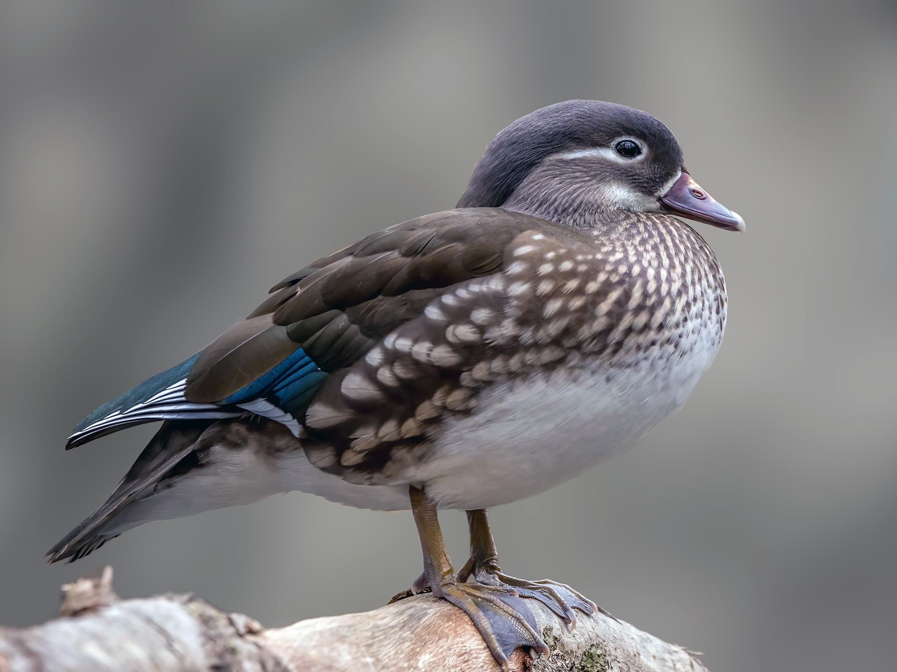 Female Mandarin Duck