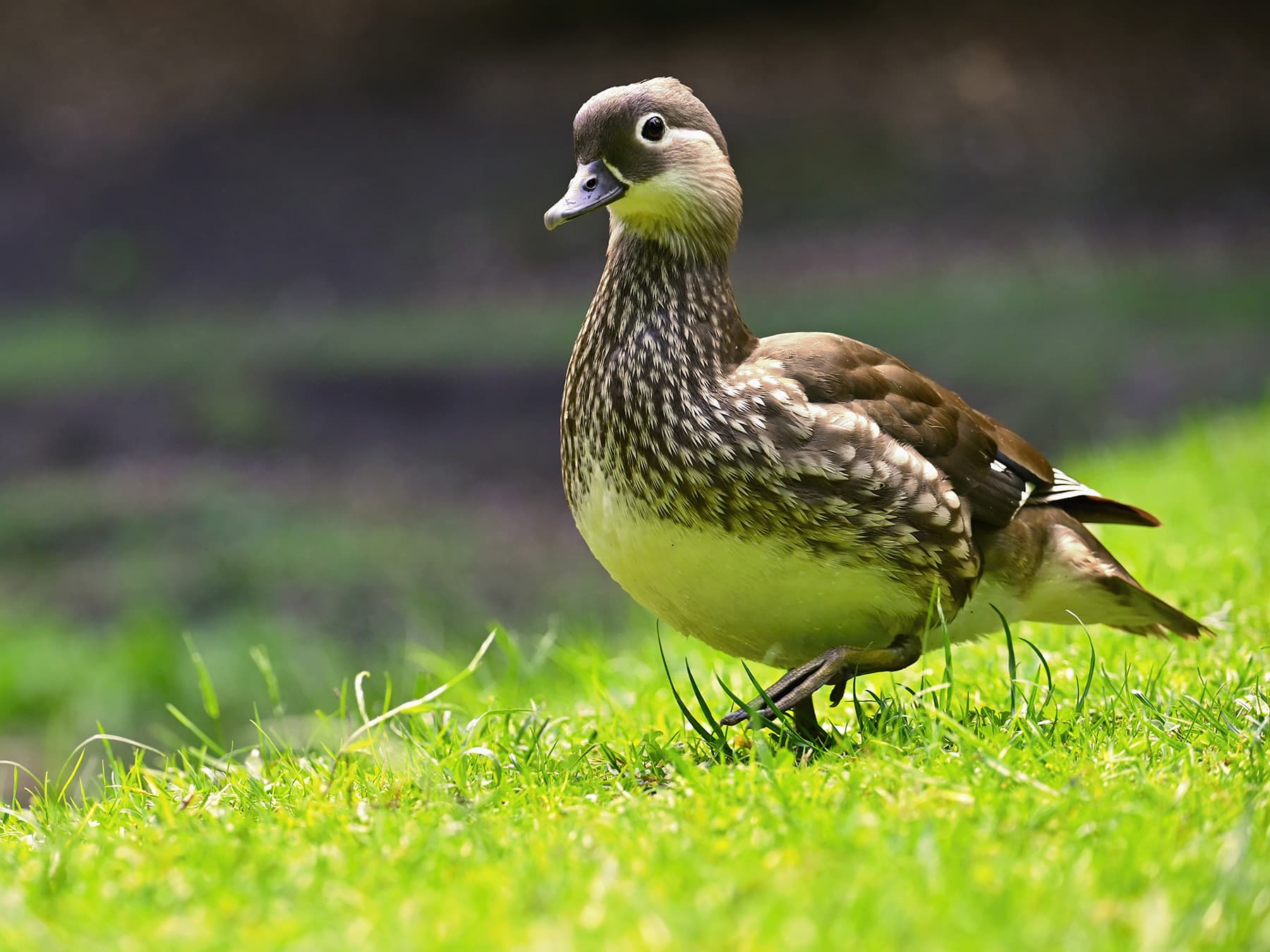Female Mandarin Duck walking through grasslands
