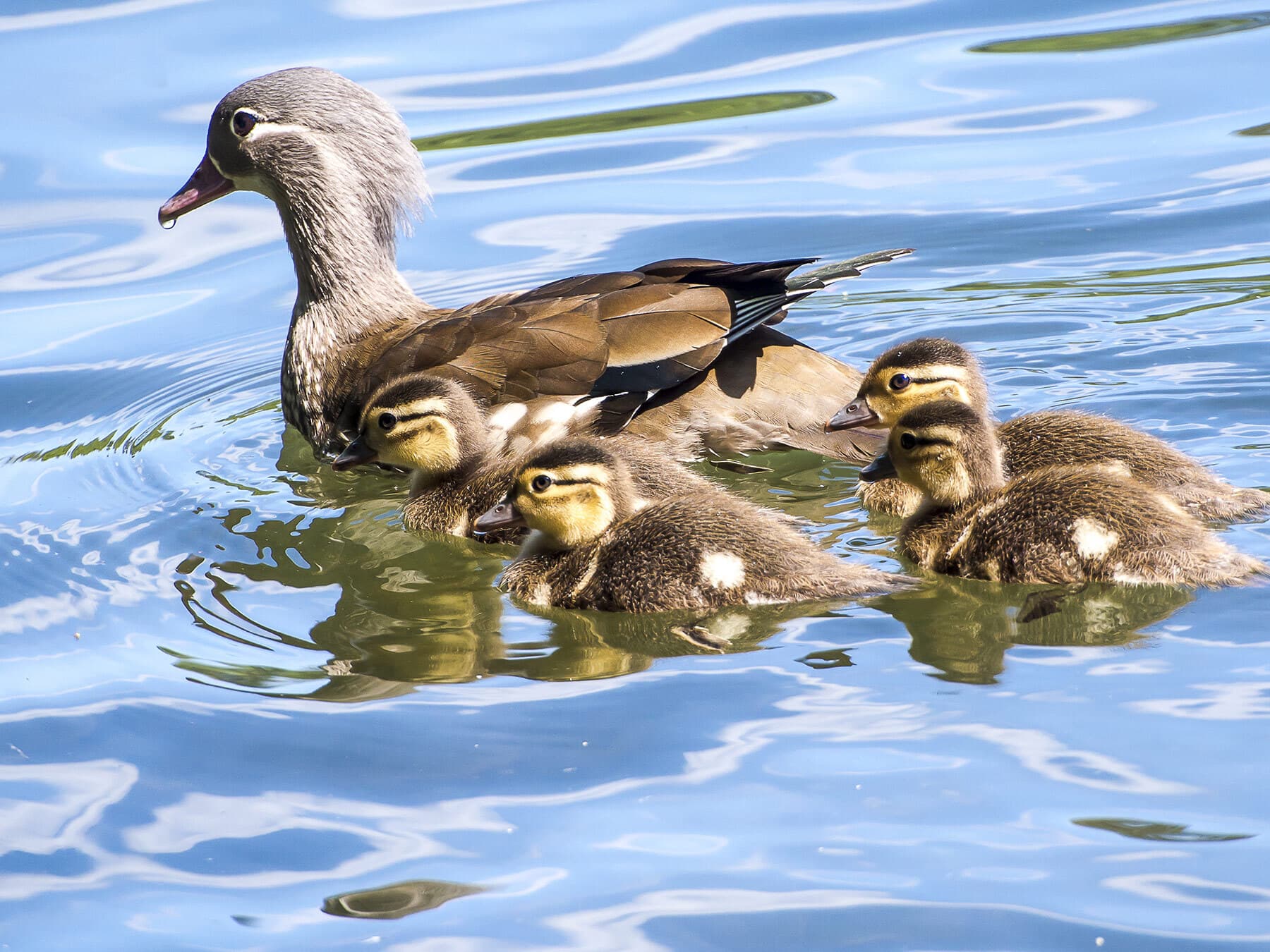 Female mandarin duck with chicks