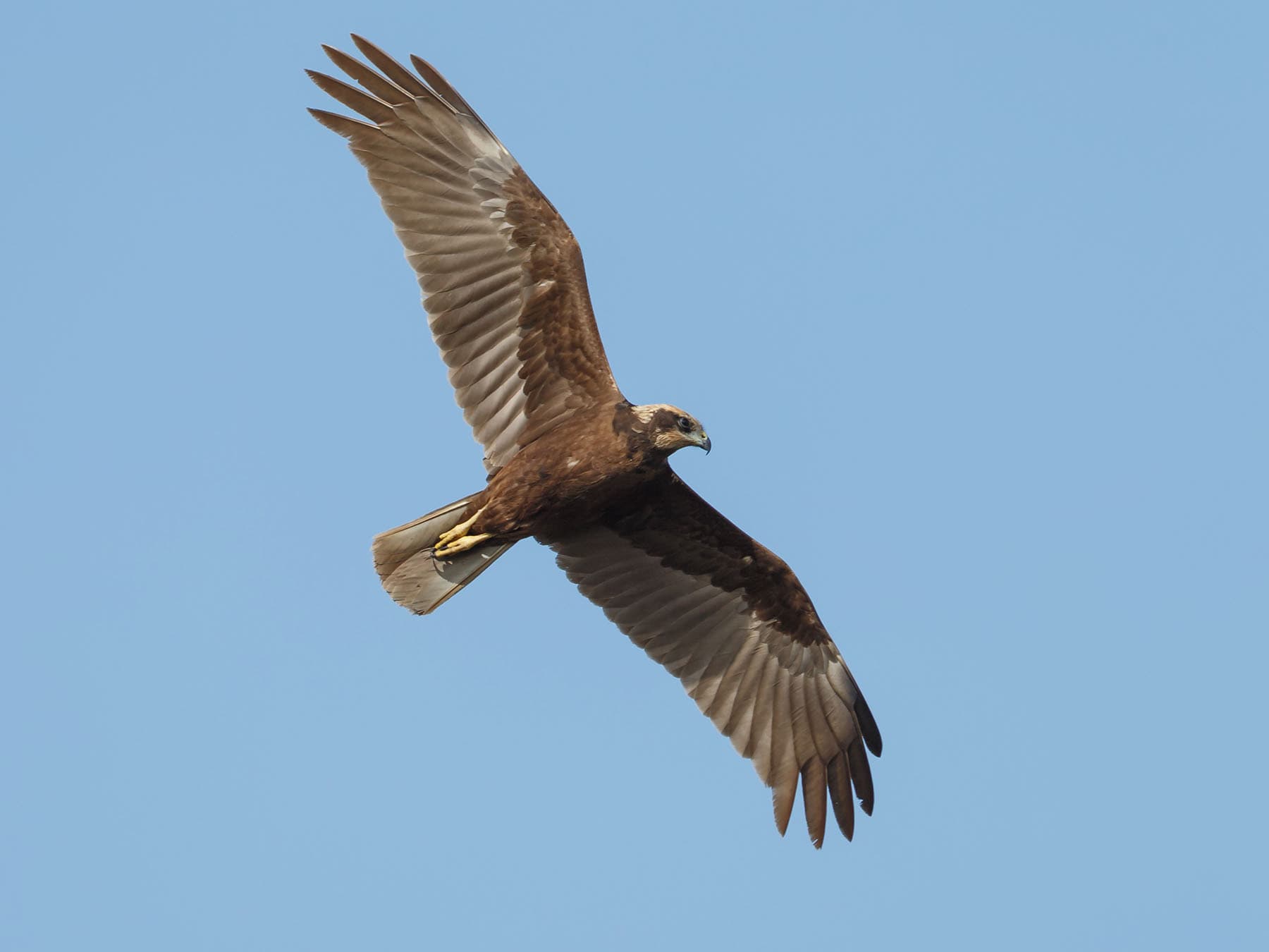 Female Marsh Harrier in flight, from below