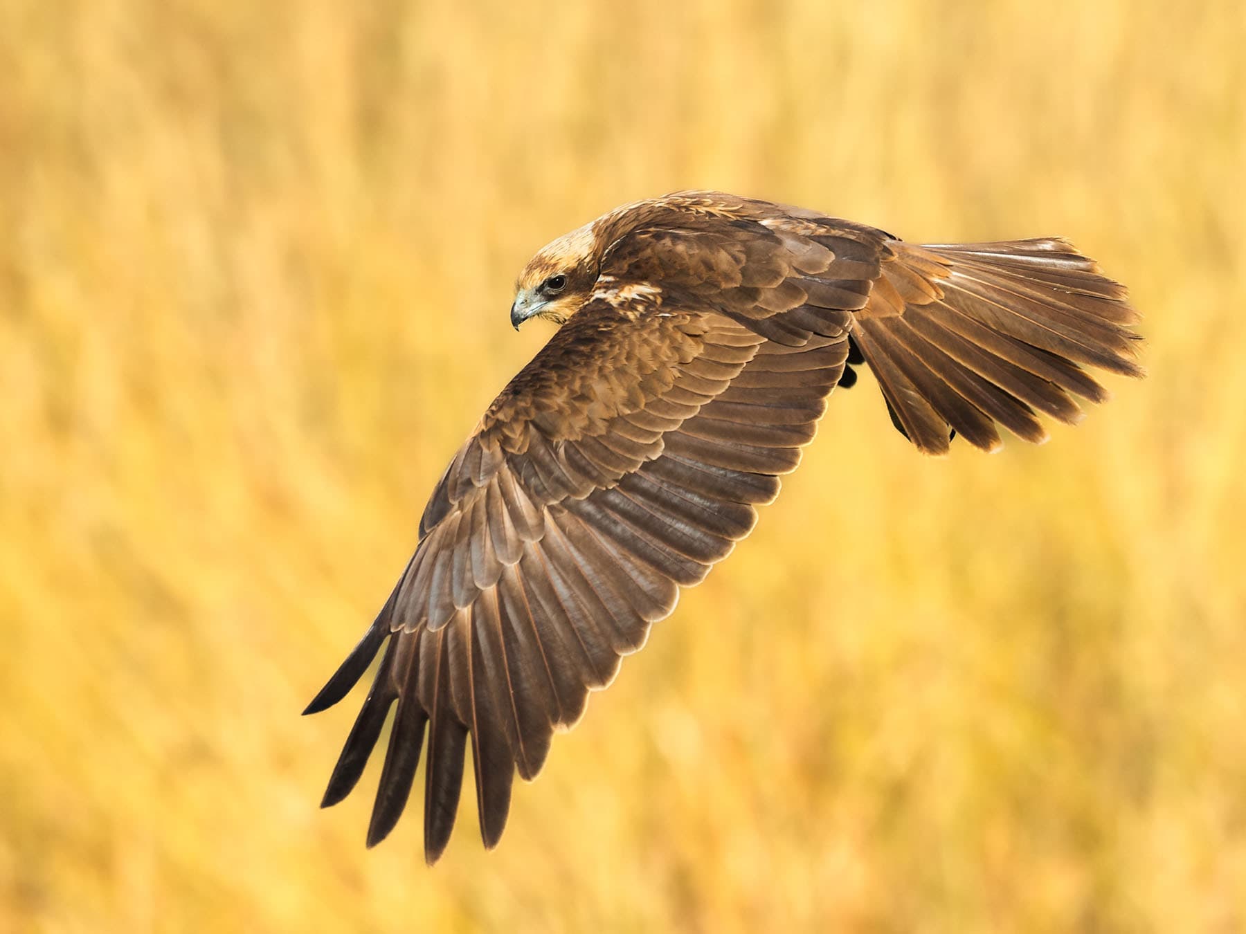 Female Marsh Harrier hunting for prey