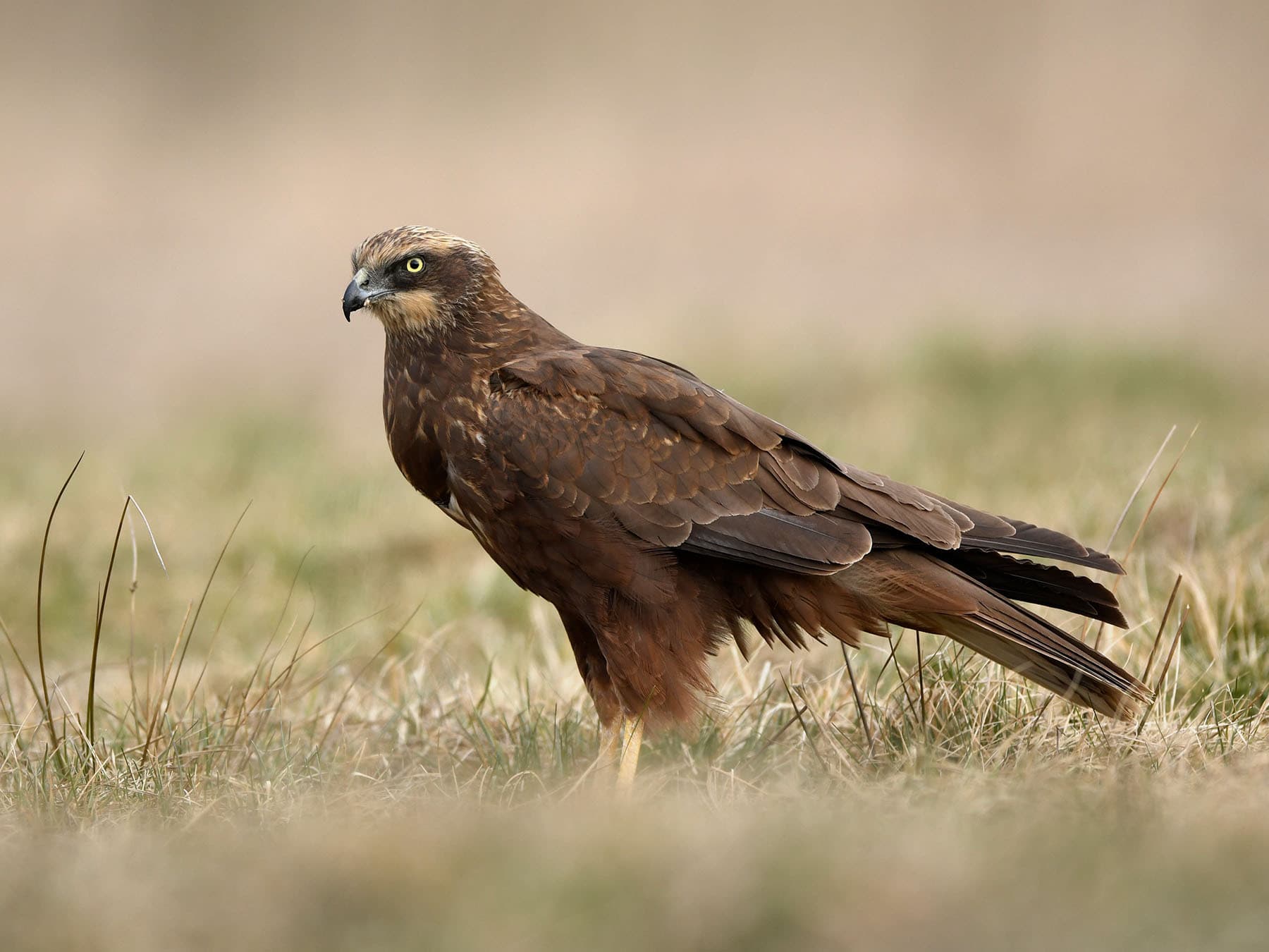Female Marsh Harrier