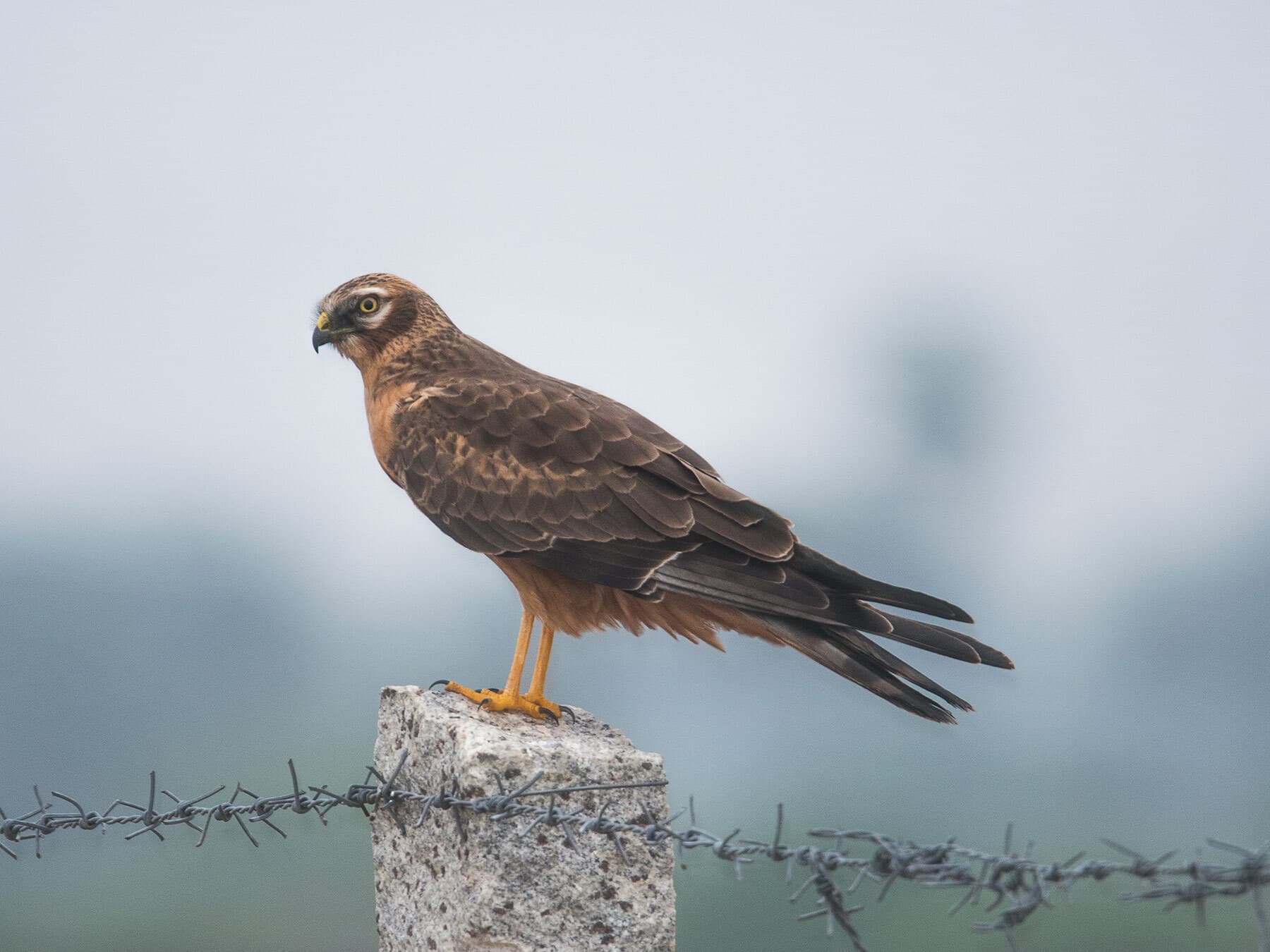 Female Montagu's Harrier perched on a post