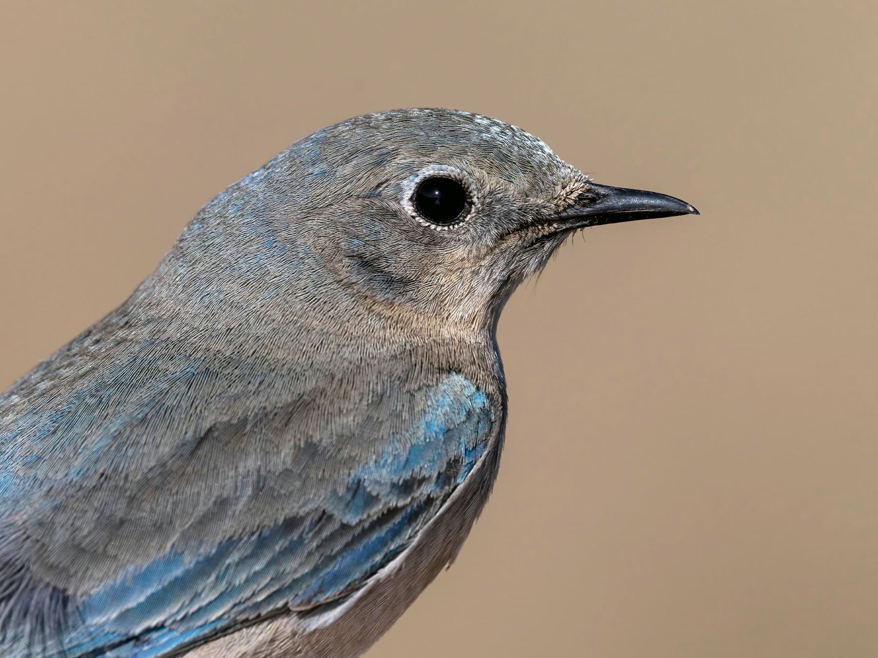 Portrait of a Female Mountain Bluebird