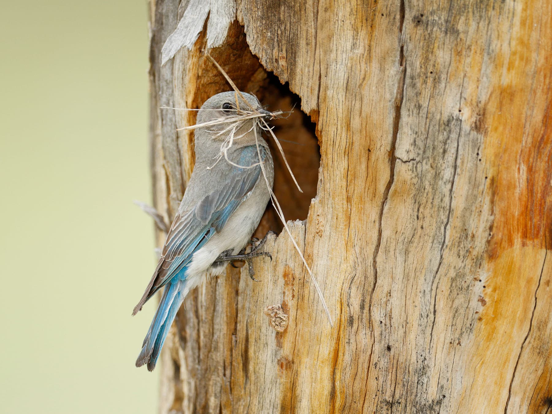 Female Mountain Bluebird outside the nest hole with nesting building materials in her beak