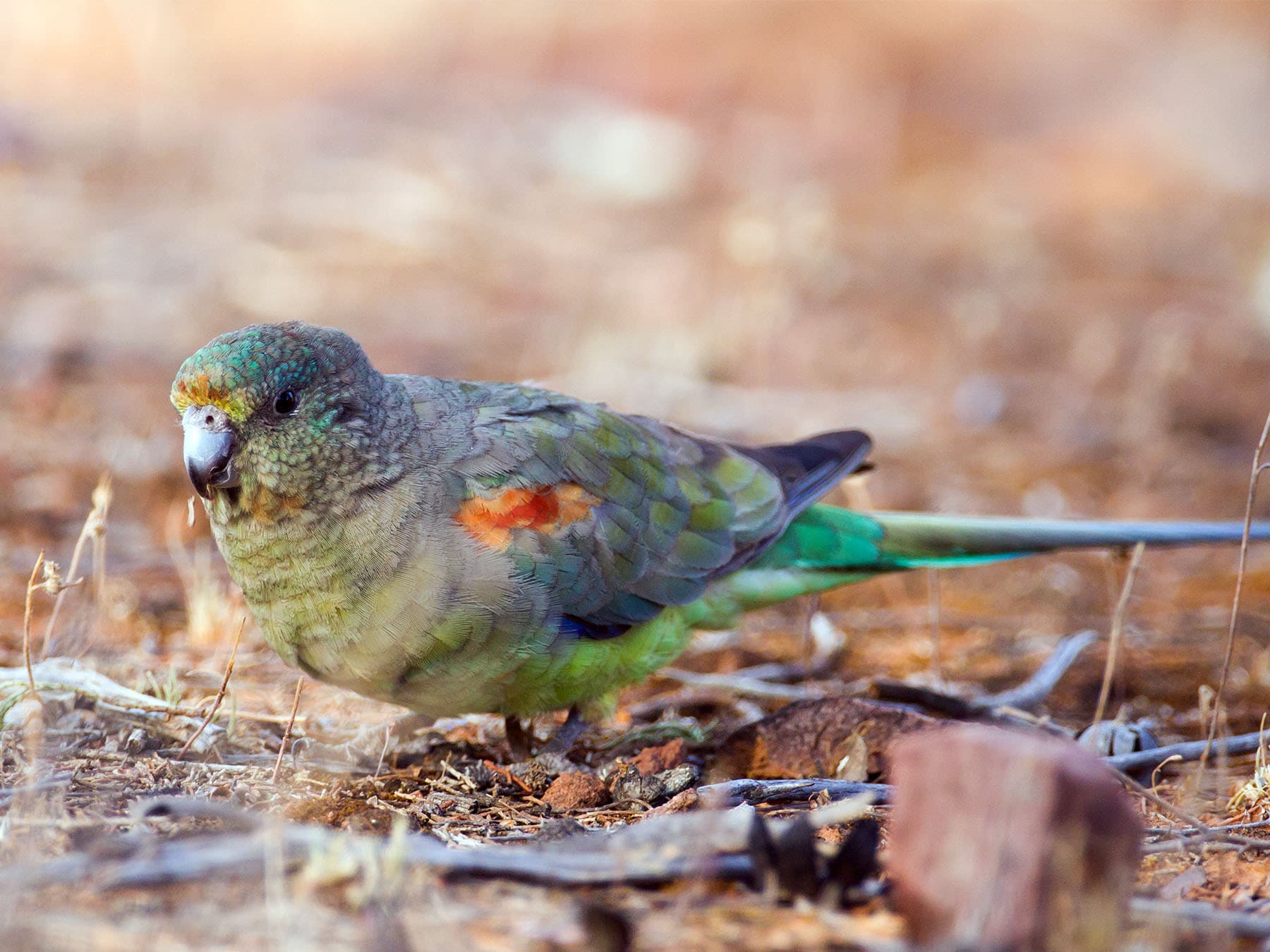 Female Mulga Parrot foraging for seeds