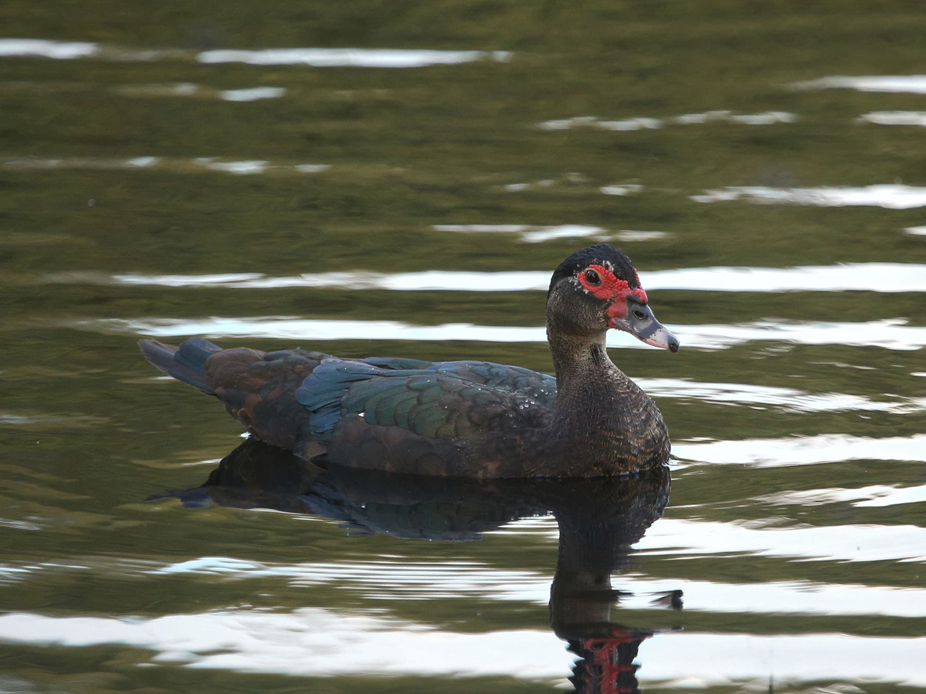 Female Muscovy Duck