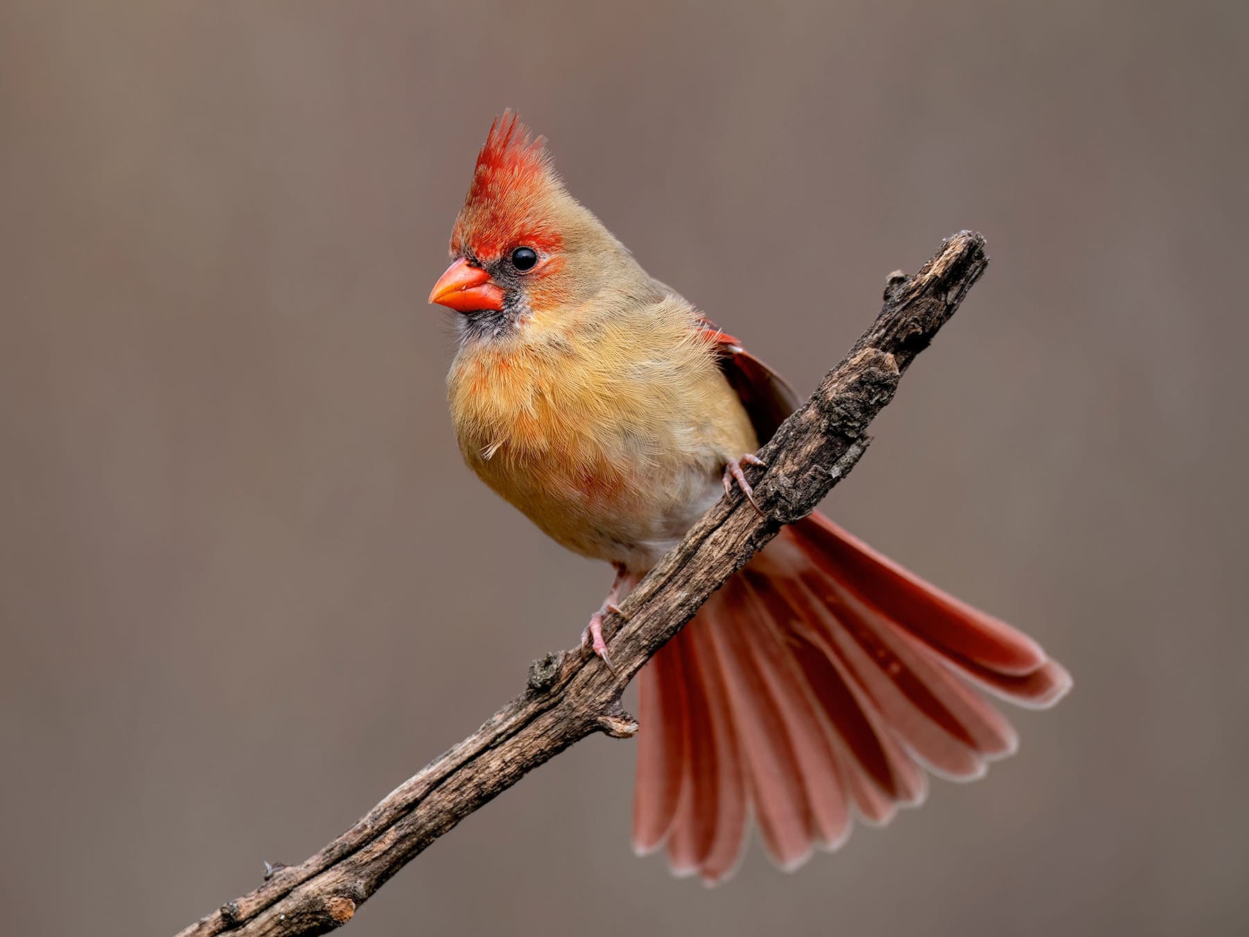 Female Northern Cardinal